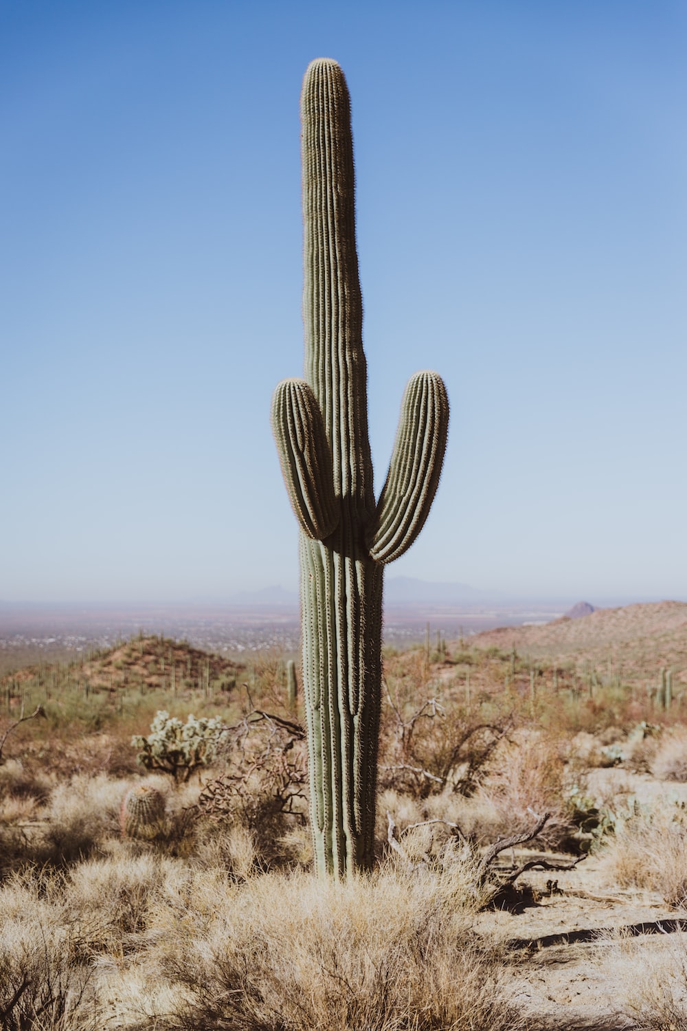 Cactus Phone Wallpapers