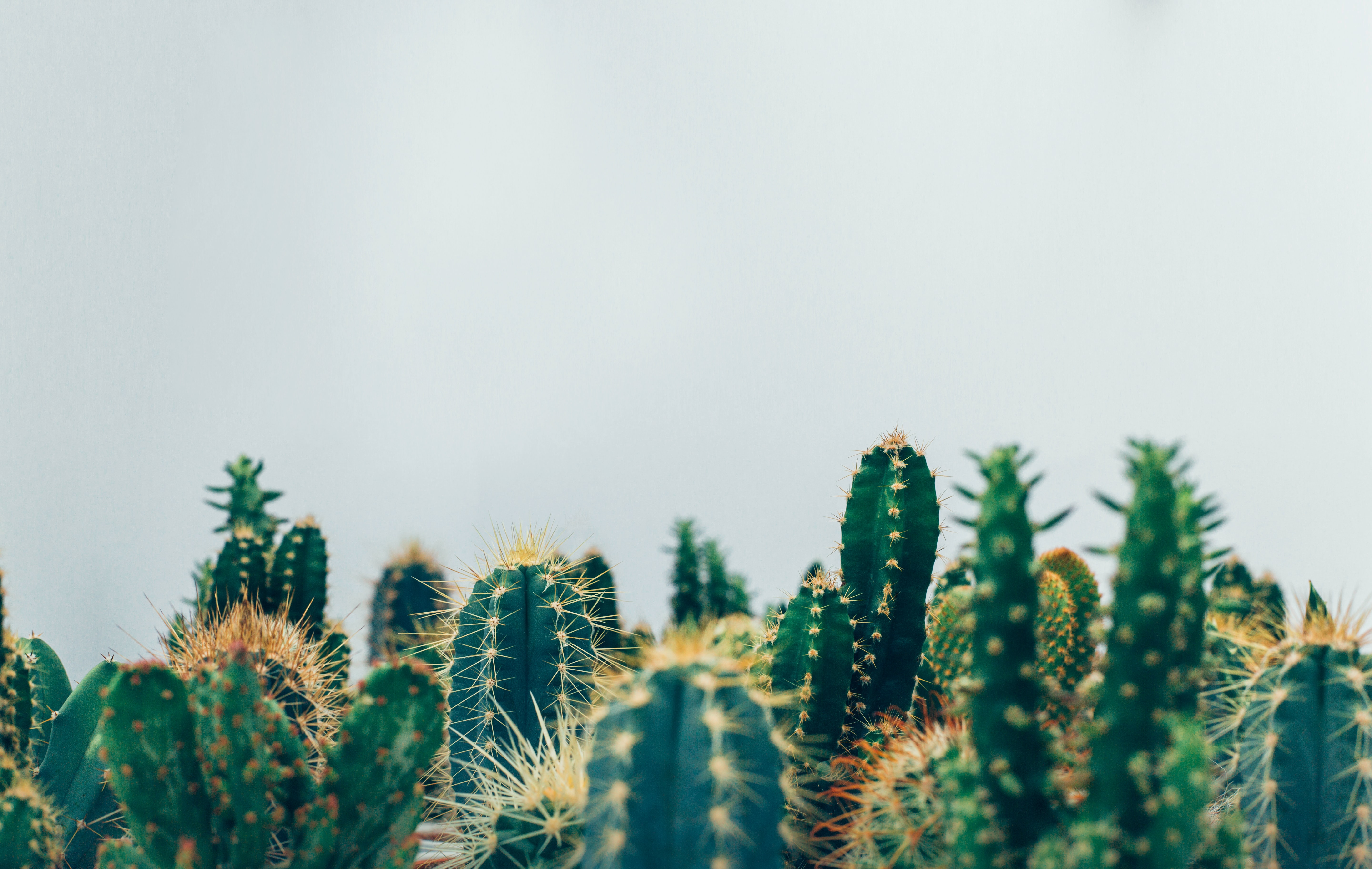 Cactus Print Wallpapers