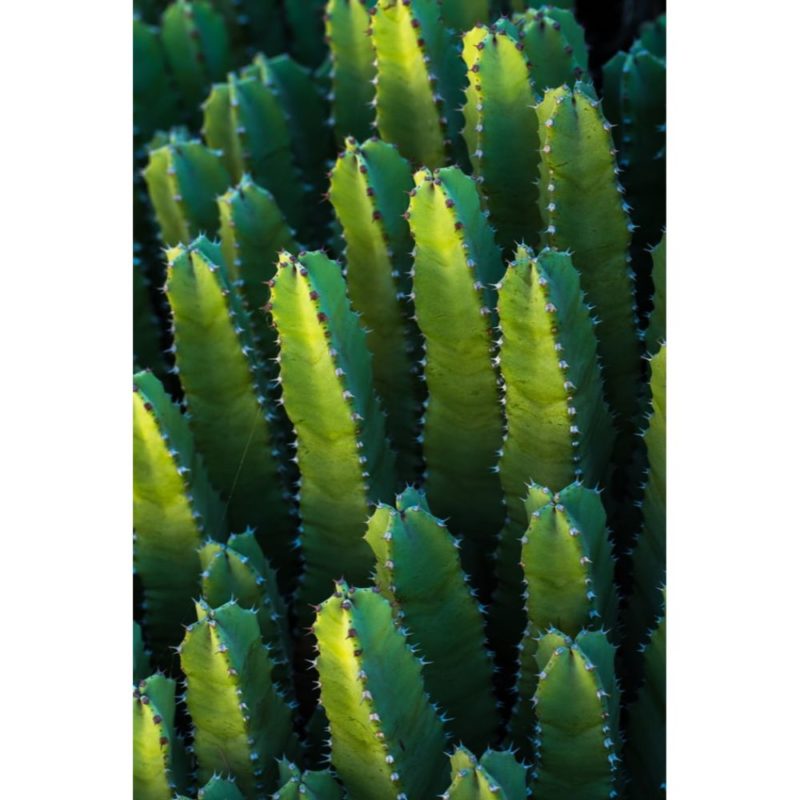 Cactus Print Wallpapers