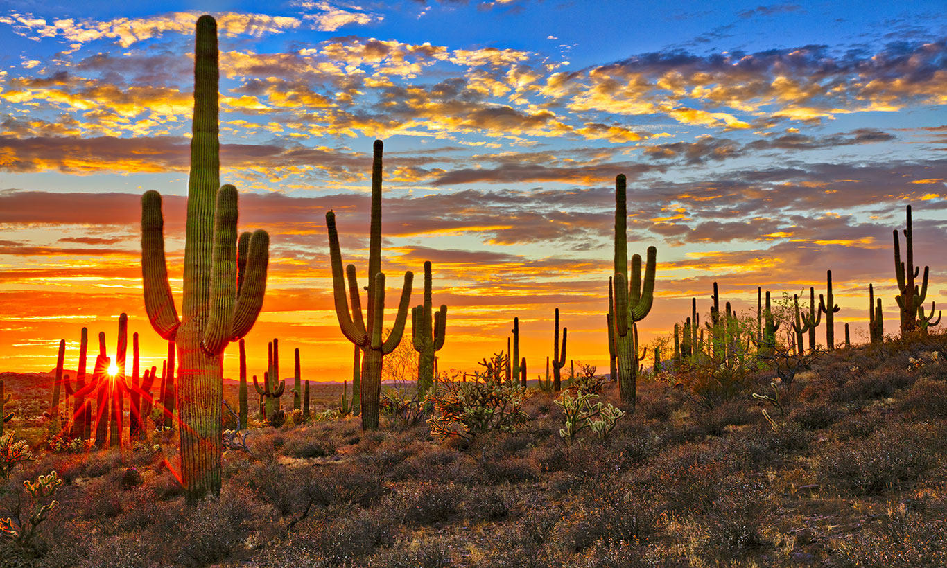 Cactus Sunset Wallpapers