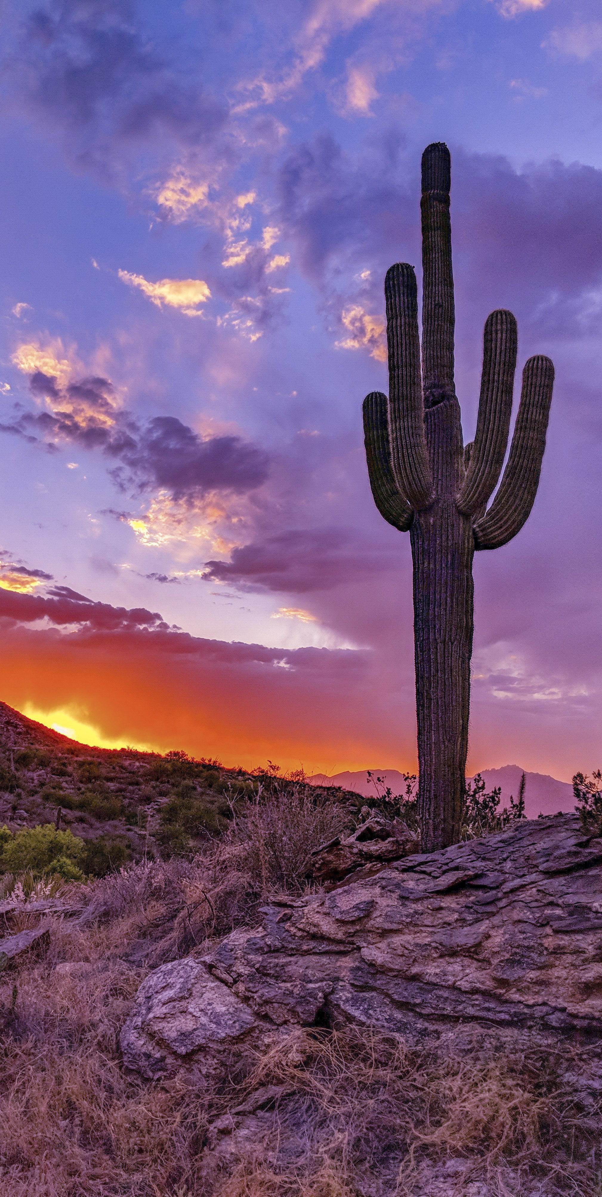 Cactus Sunset Wallpapers