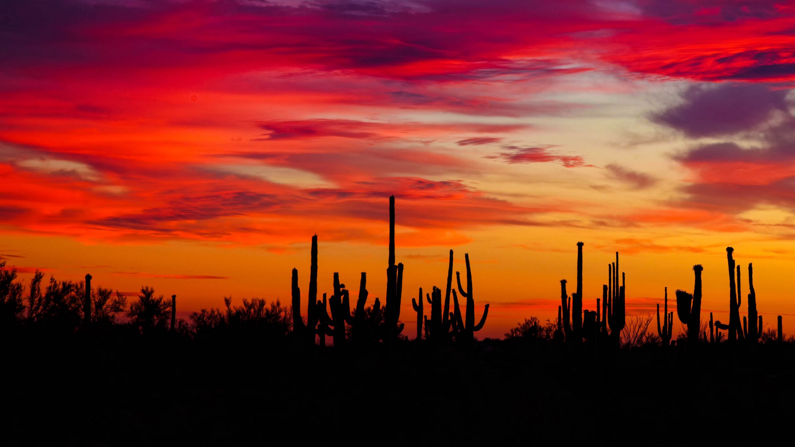 Cactus Sunset Wallpapers