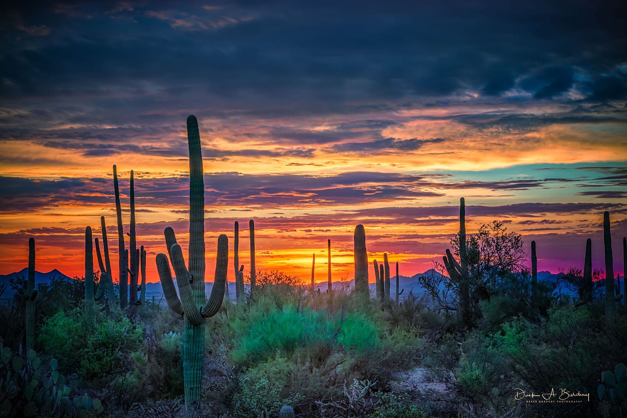 Cactus Sunset Wallpapers