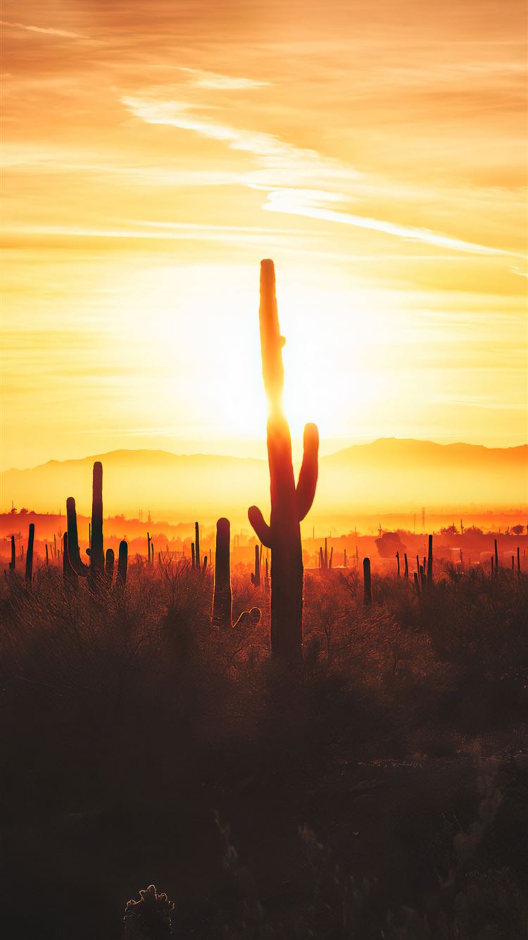 Cactus Sunset Wallpapers