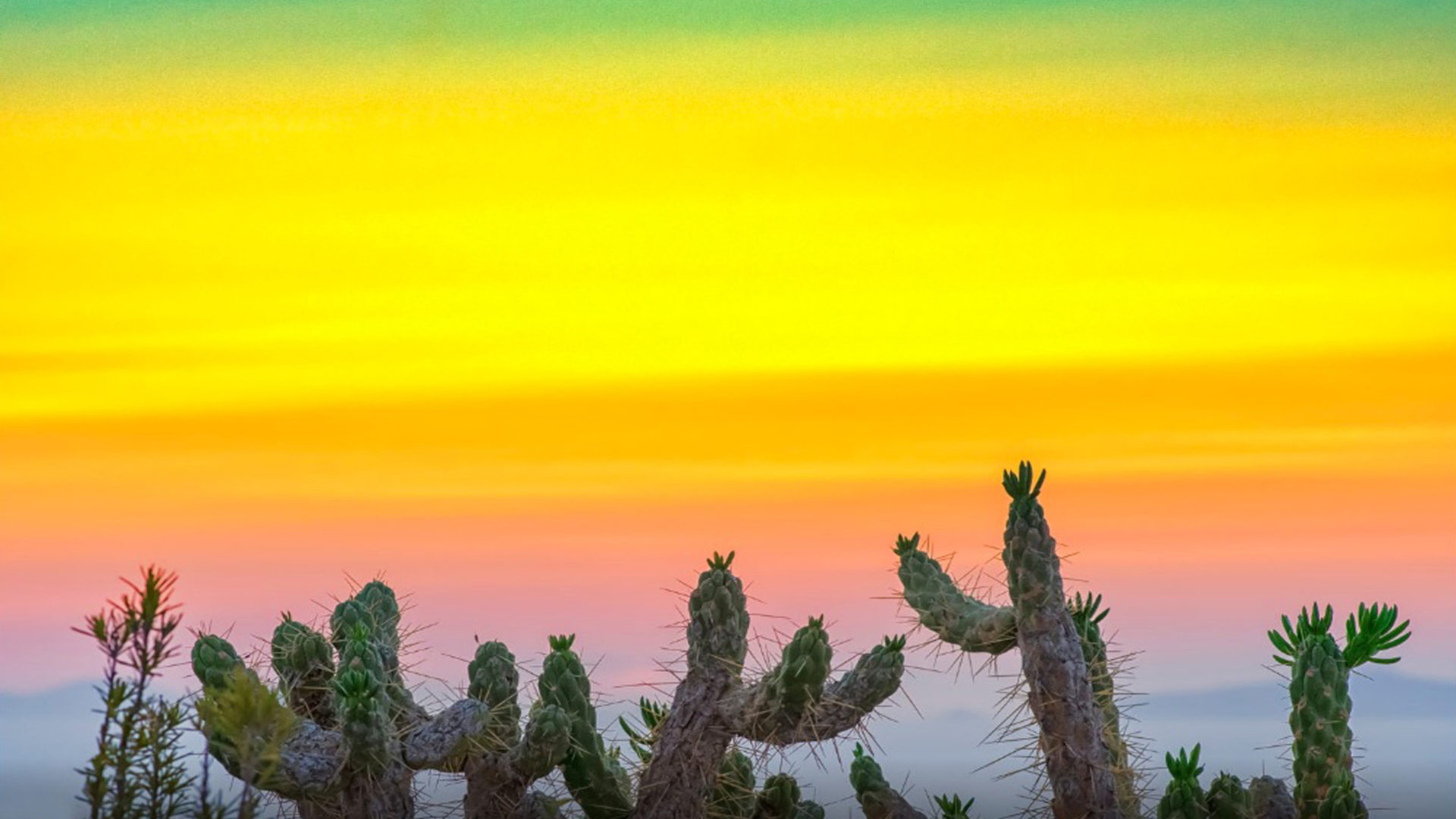 Cactus Sunset Wallpapers