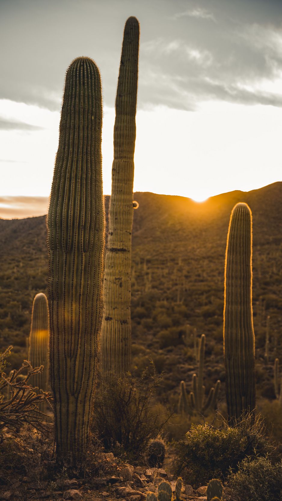 Cactus Sunset Wallpapers