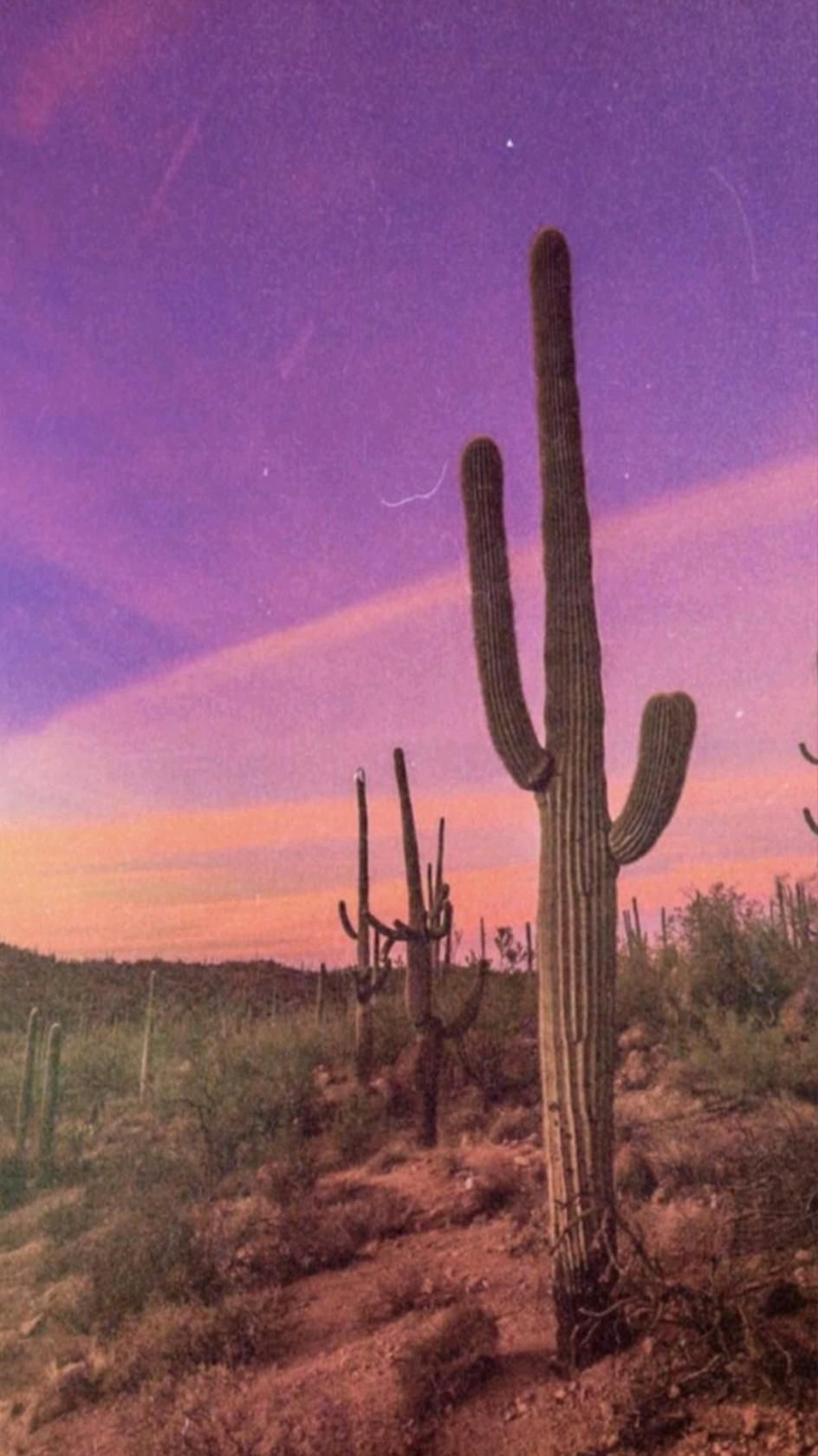 Cactus Sunset Wallpapers