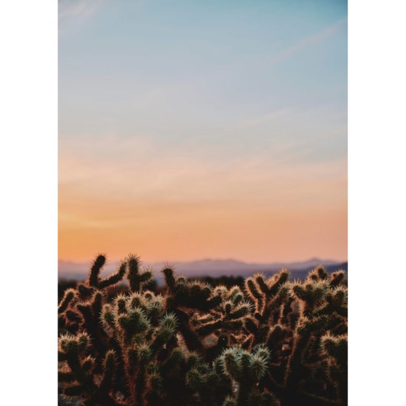 Cactus Sunset Wallpapers