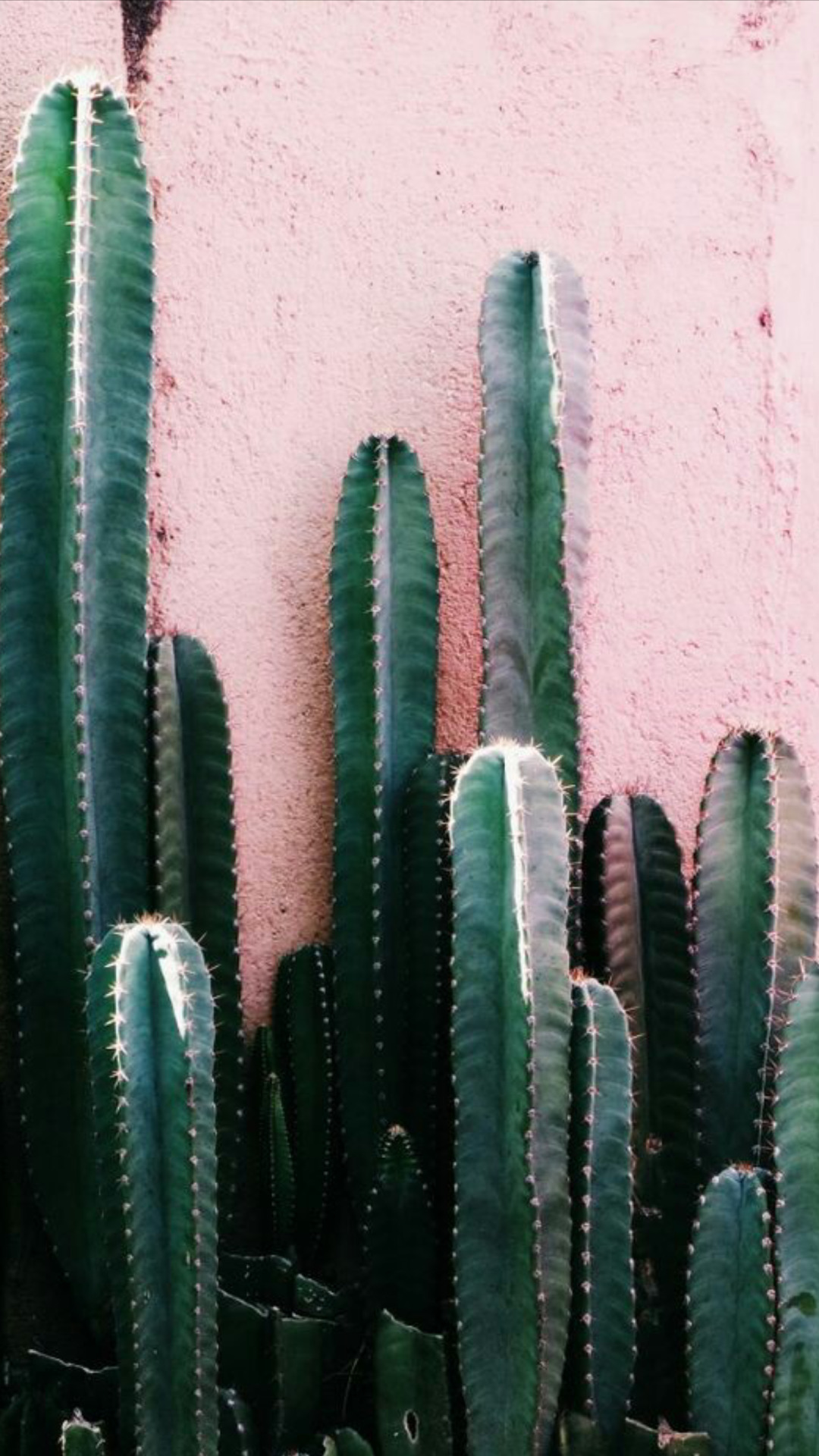 Cactus Tumblr Wallpapers
