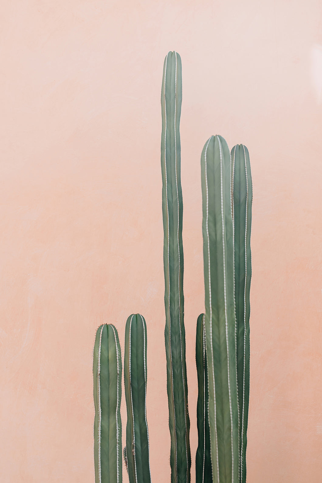 Cactus Tumblr Wallpapers