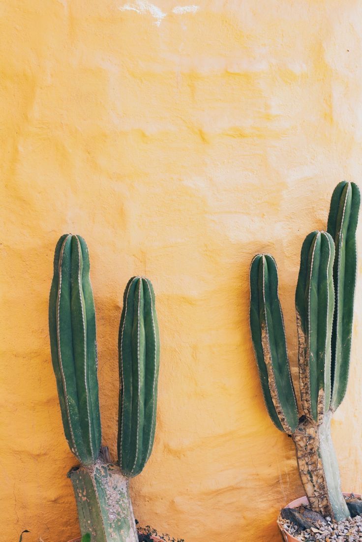 Cactus Tumblr Wallpapers