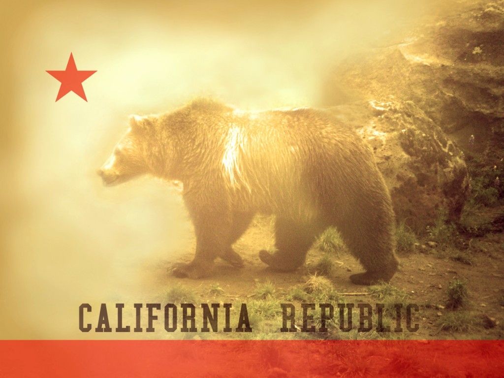 Cali Bear Wallpapers