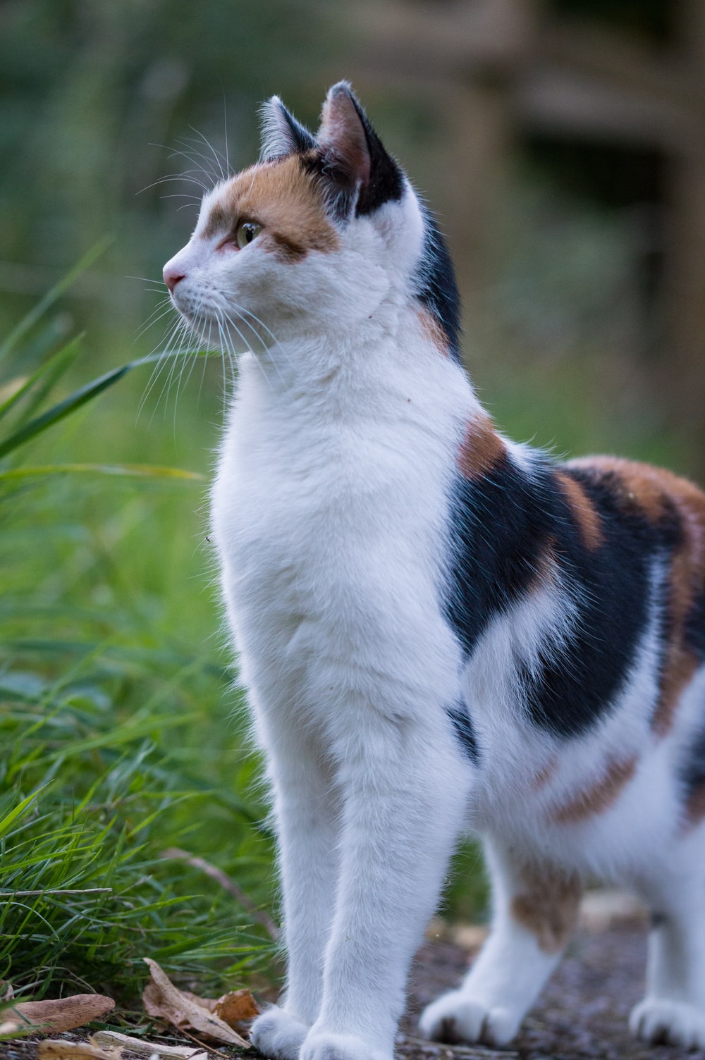 Calico Cat Wallpapers