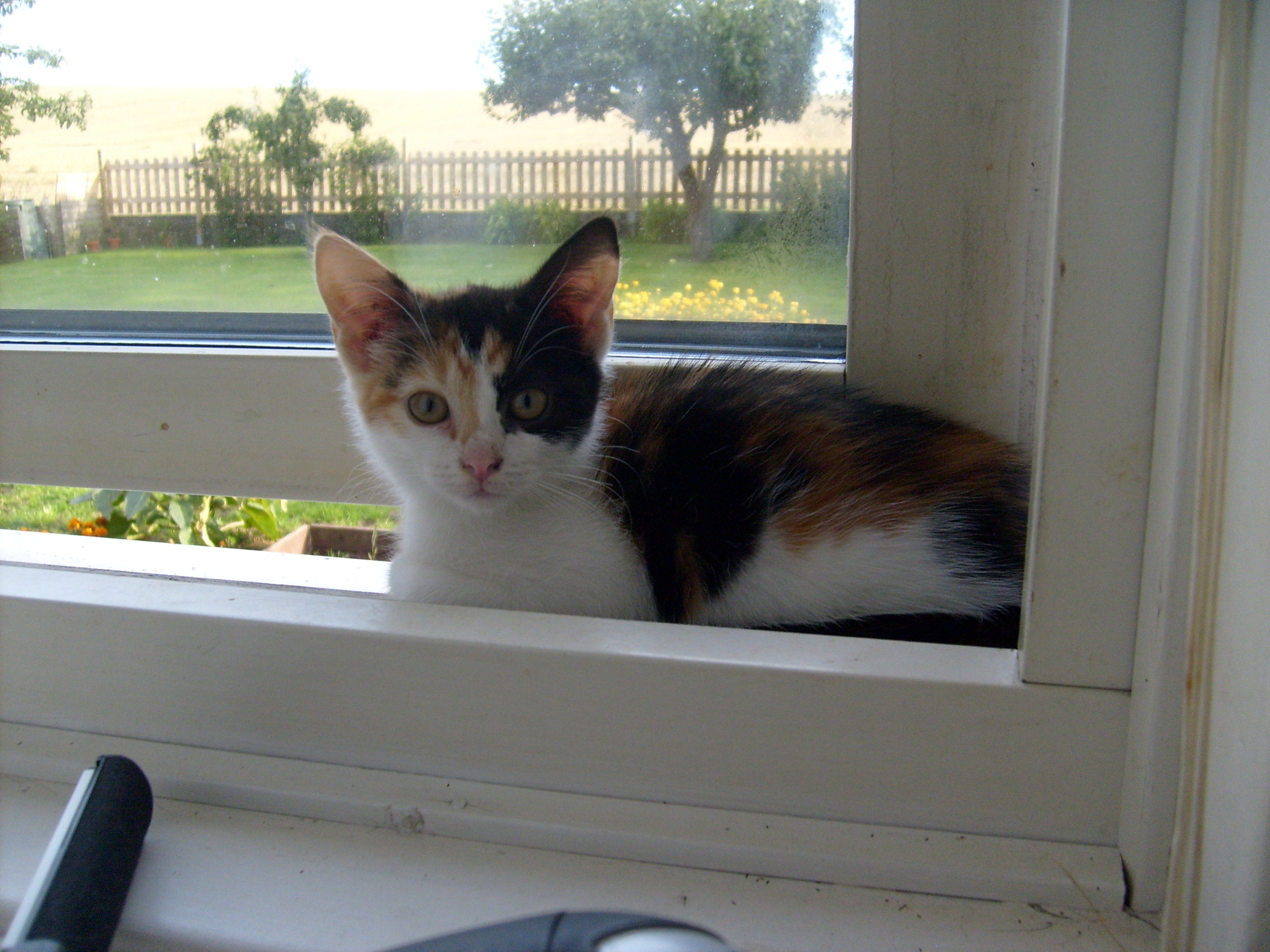 Calico Cat Wallpapers