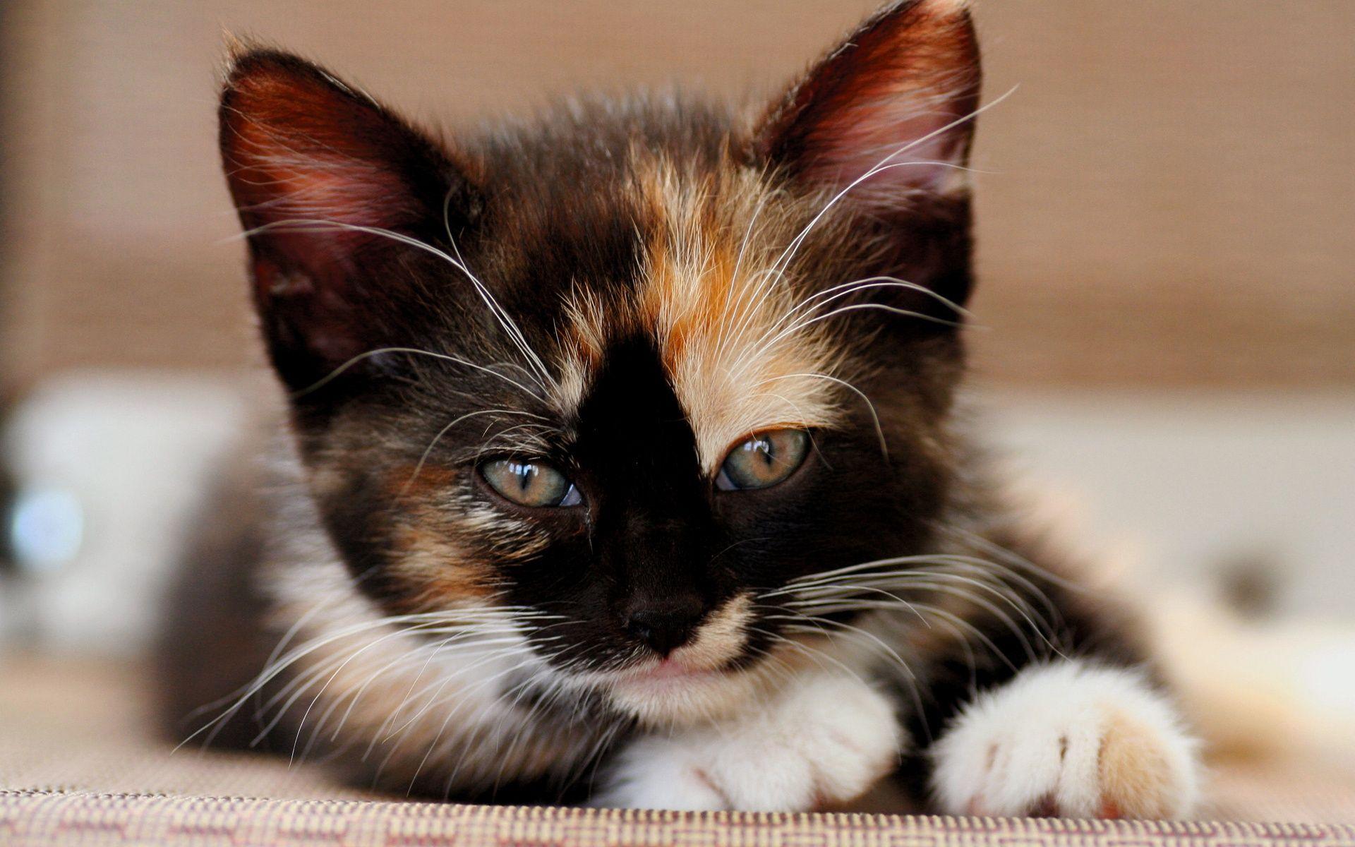 Calico Cat Wallpapers