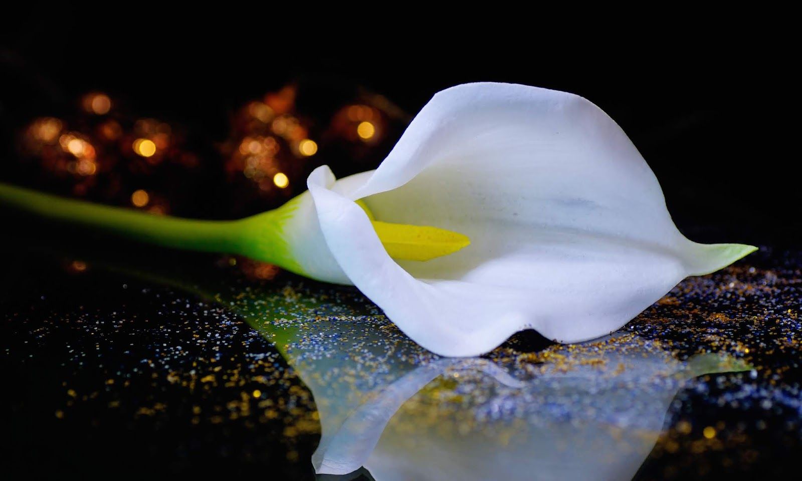 Calla Lily Wallpapers