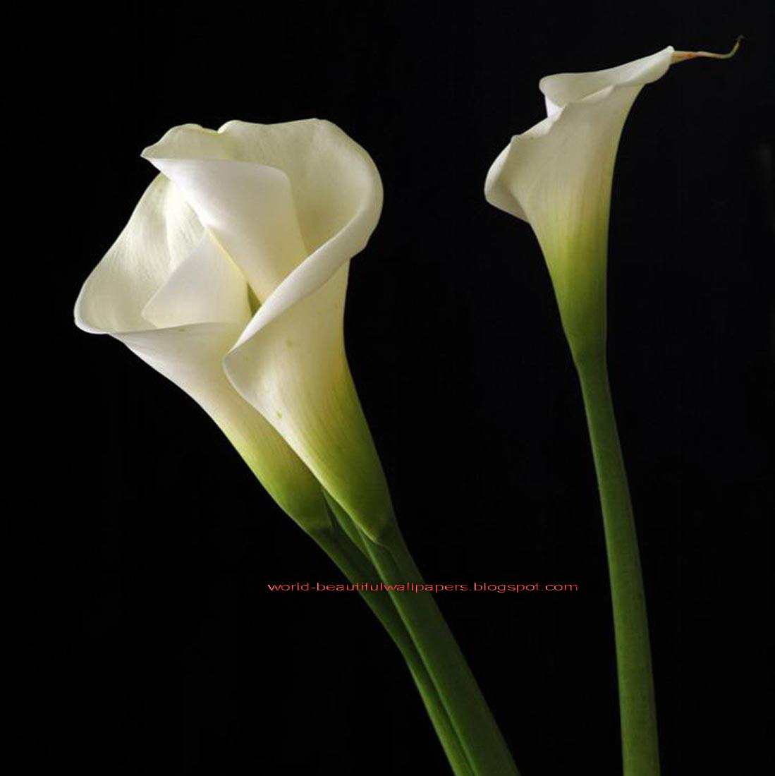 Calla Lily Wallpapers