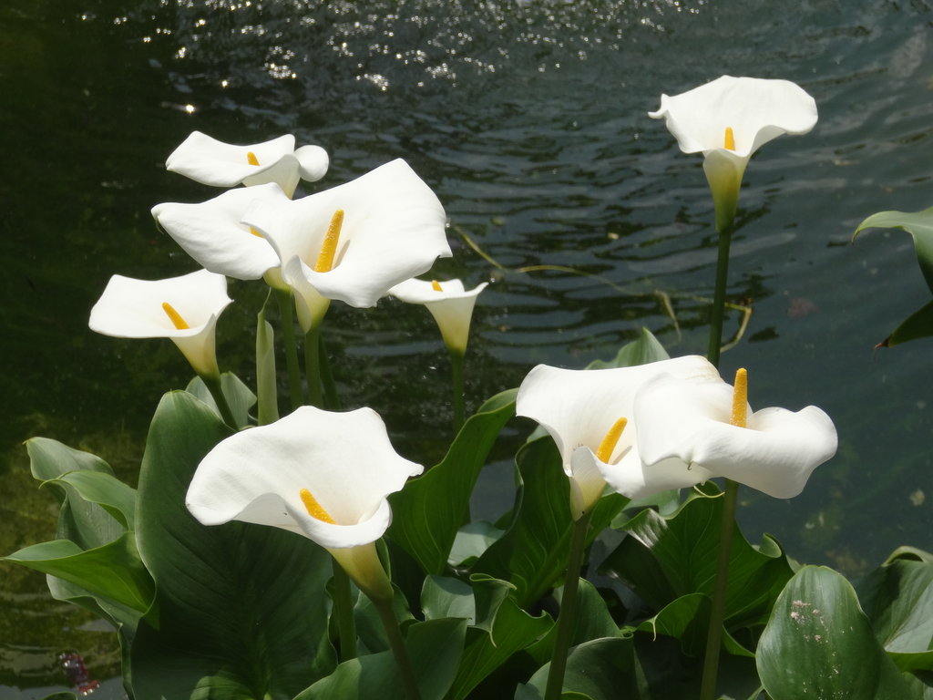 Calla Lily Wallpapers