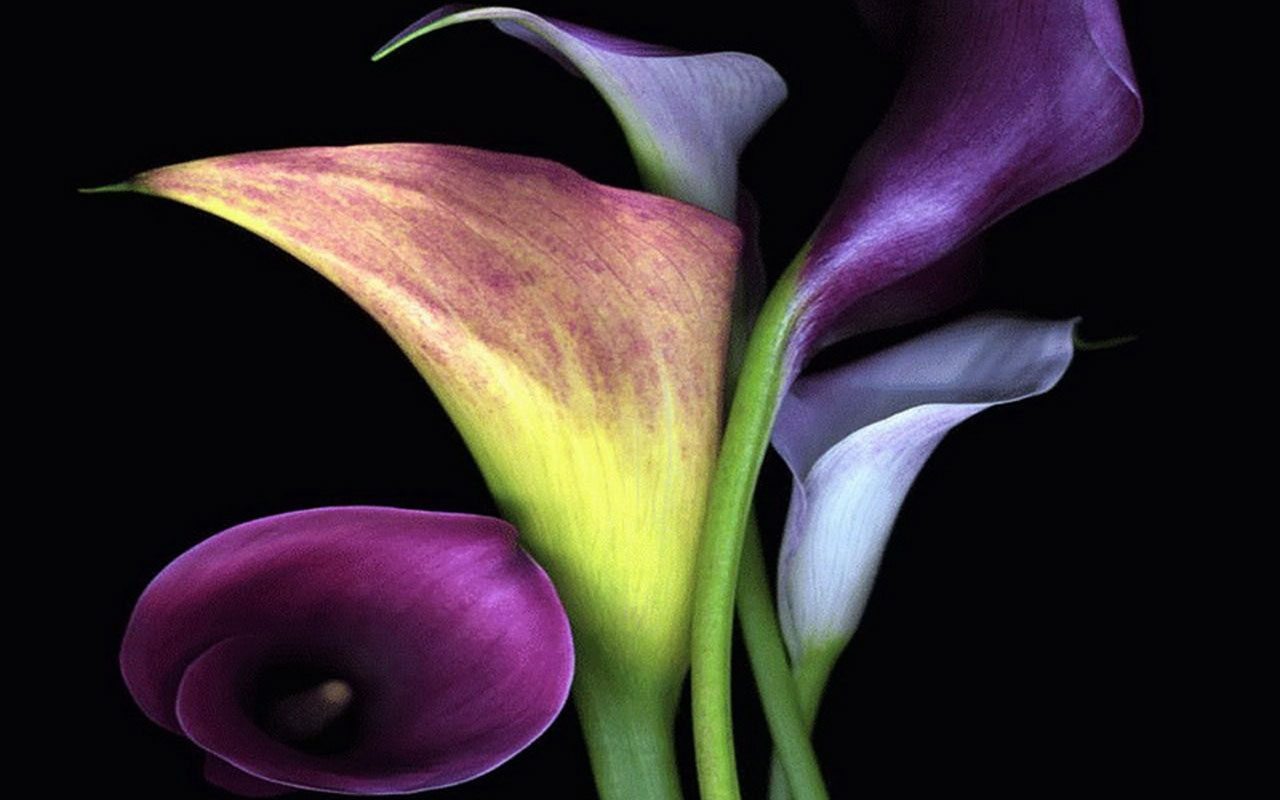 Calla Lily Wallpapers