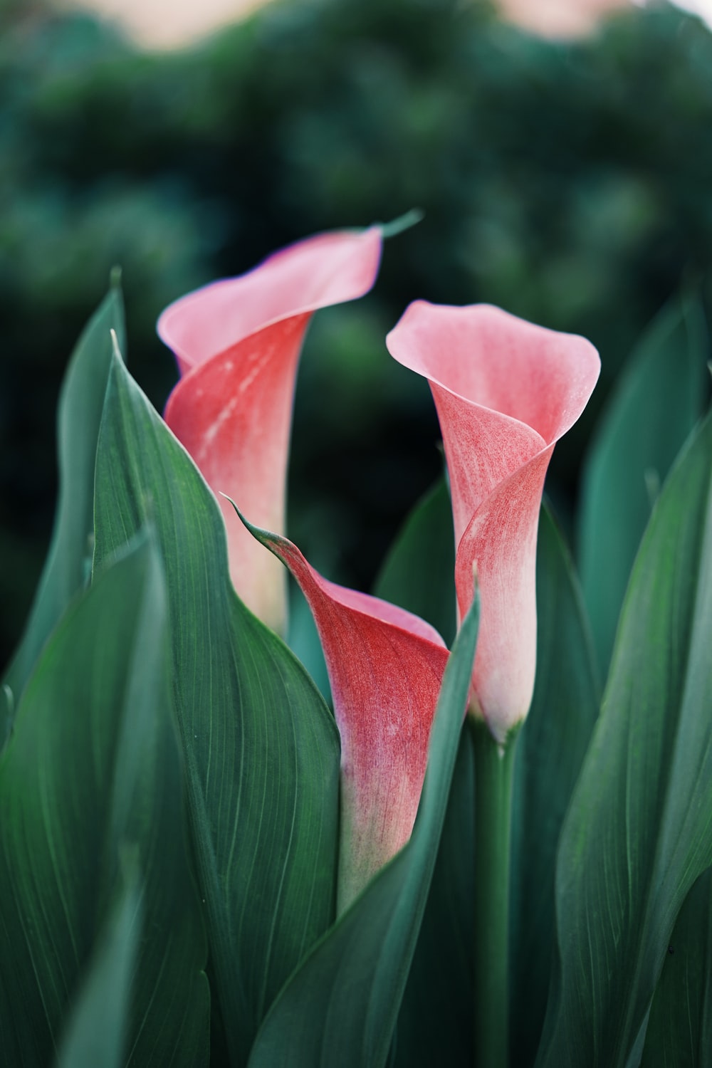 Calla Lily Wallpapers