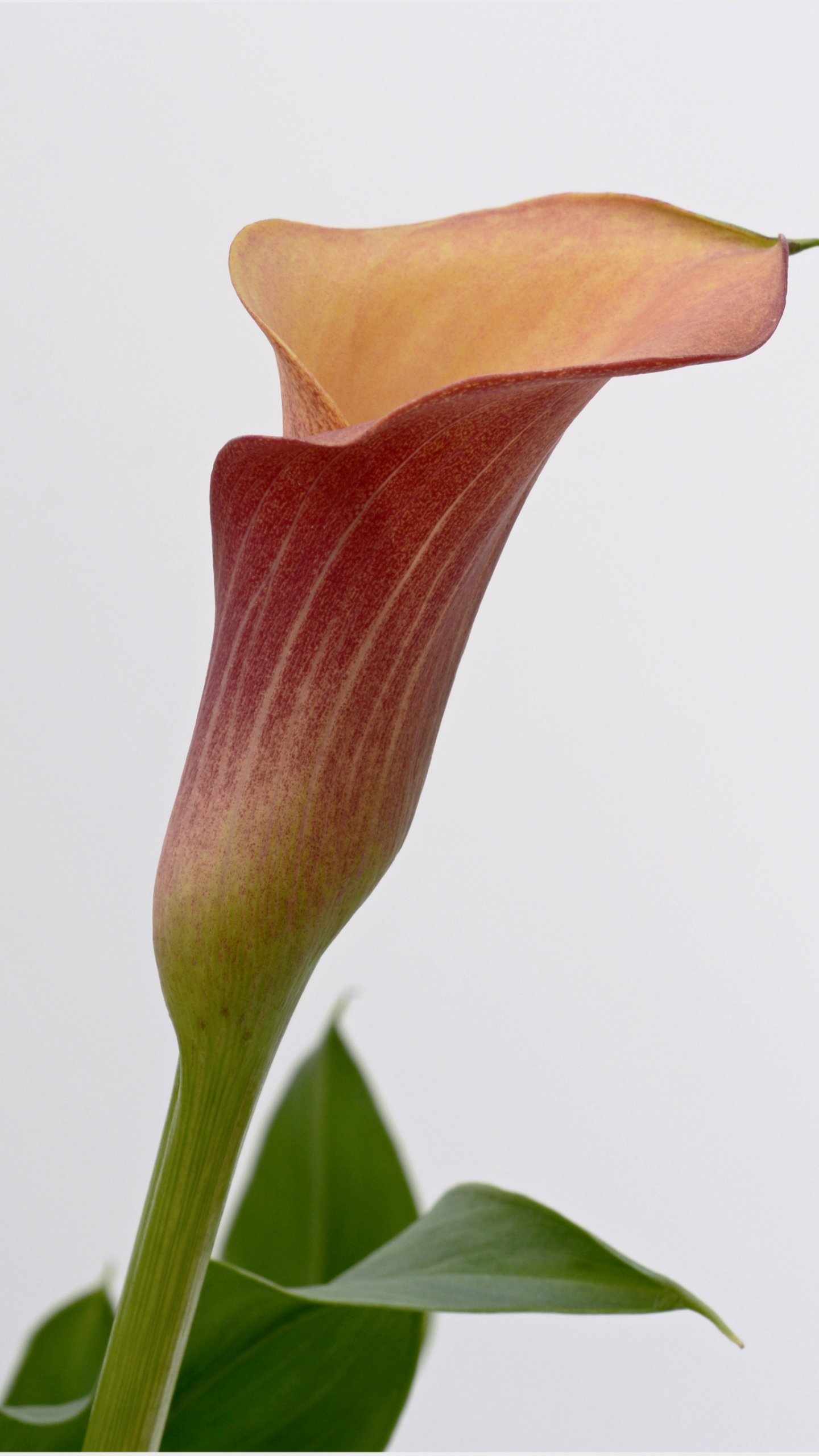 Calla Lily Wallpapers