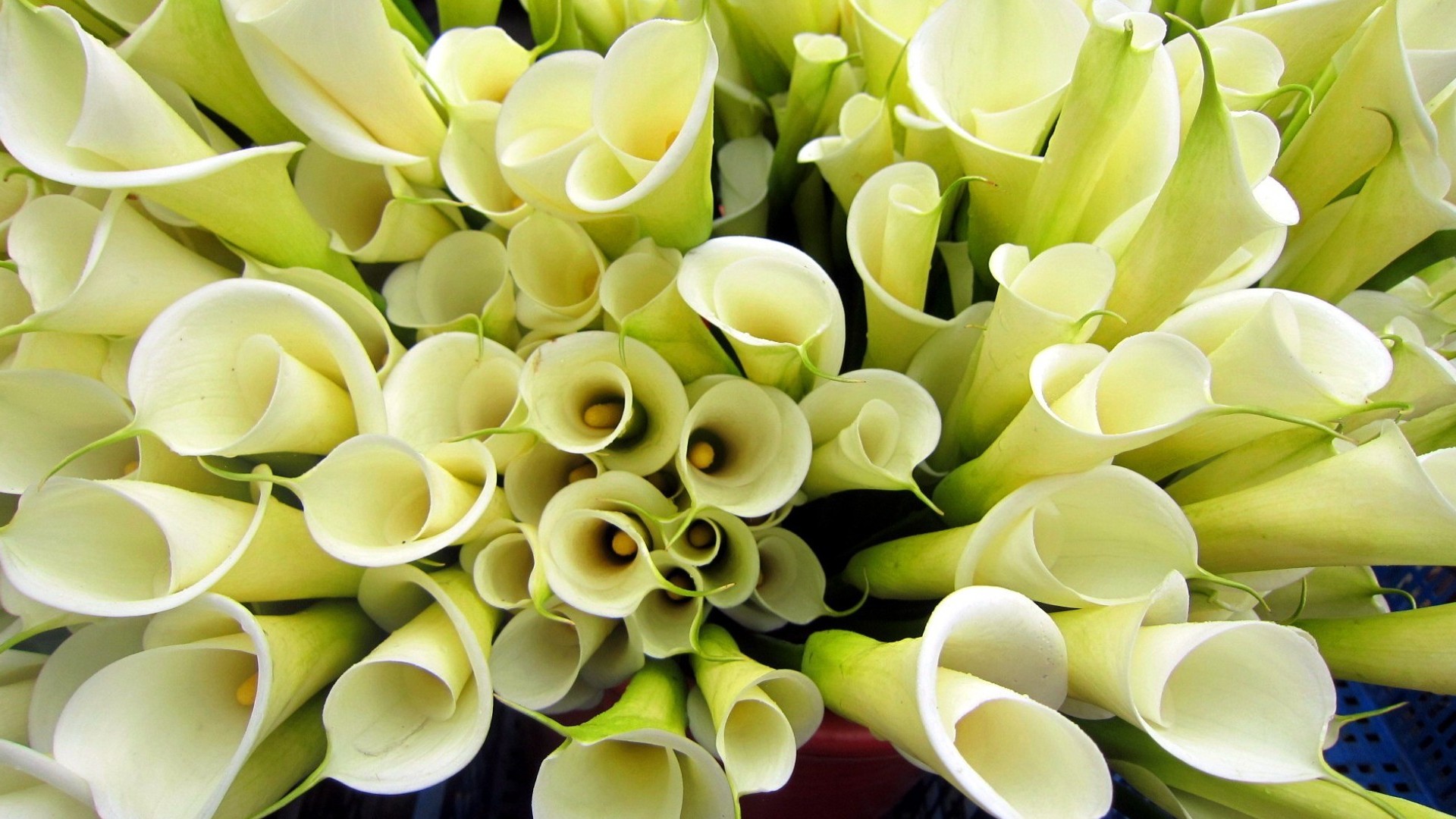 Calla Lily Wallpapers