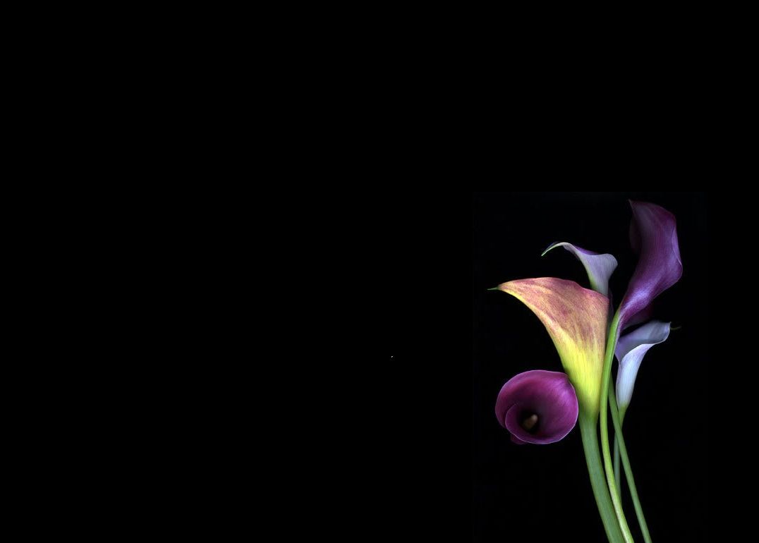 Calla Lily Wallpapers