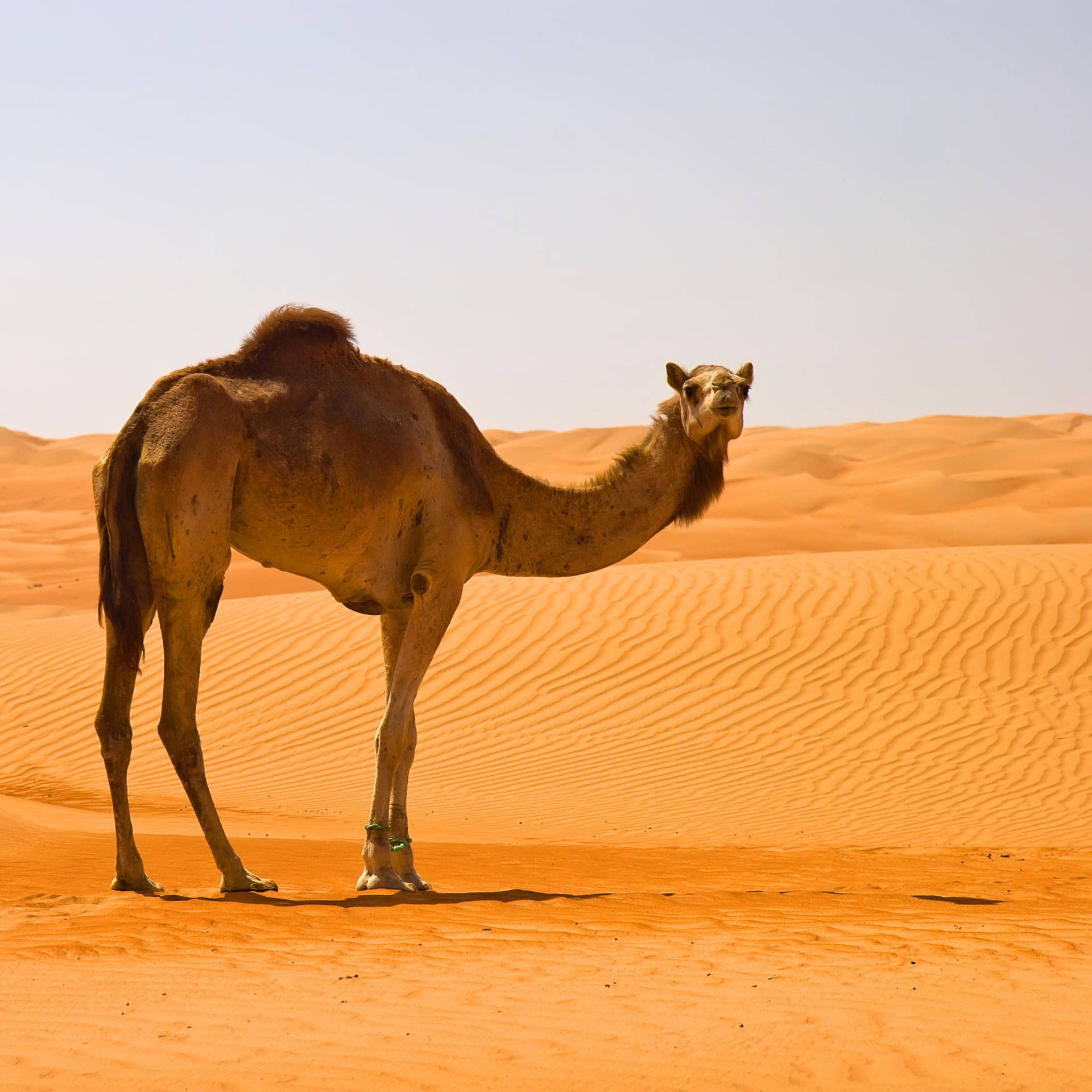 Camel Wallpapers