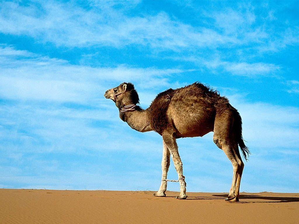 Camel Wallpapers