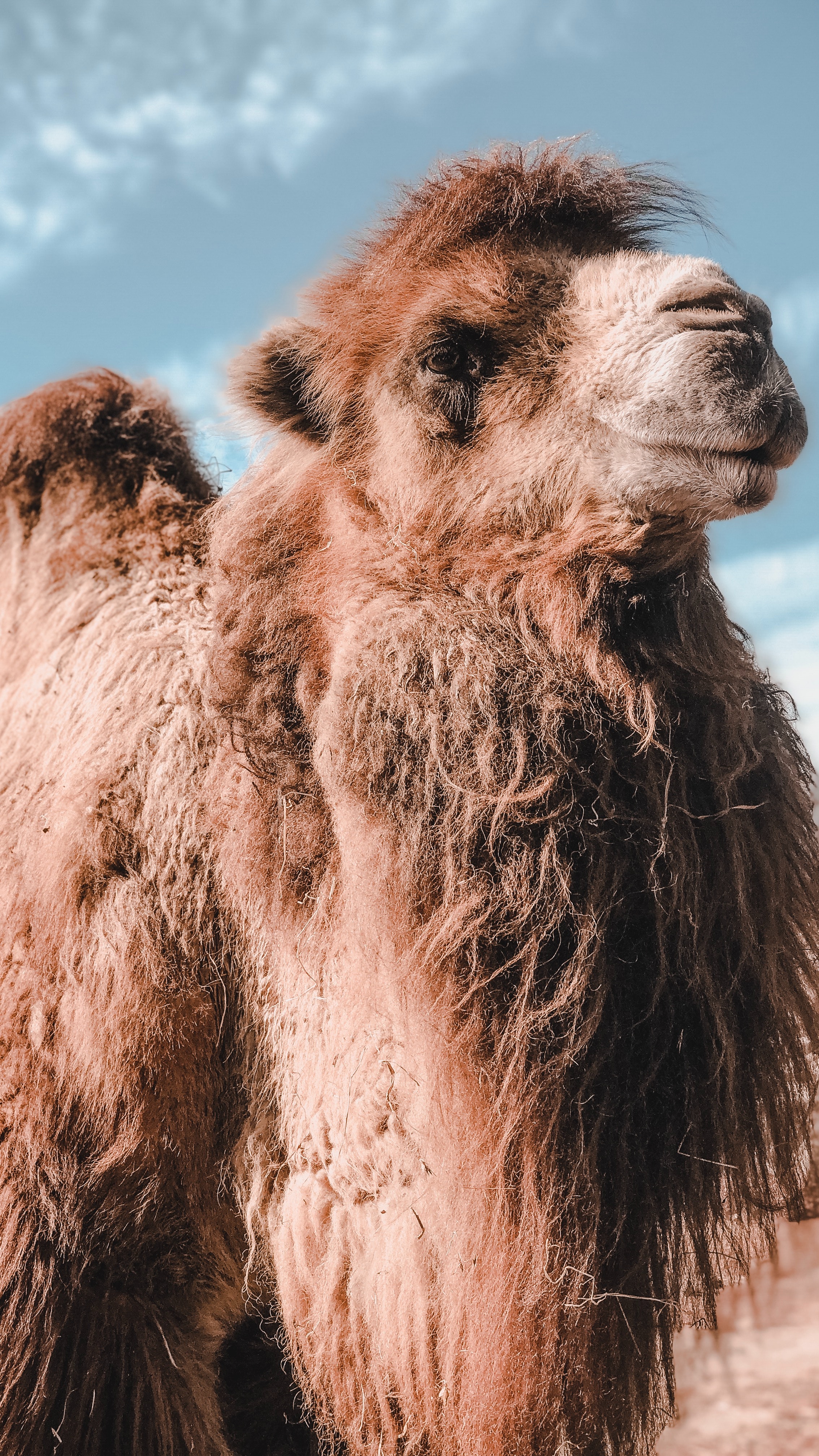 Camel Wallpapers