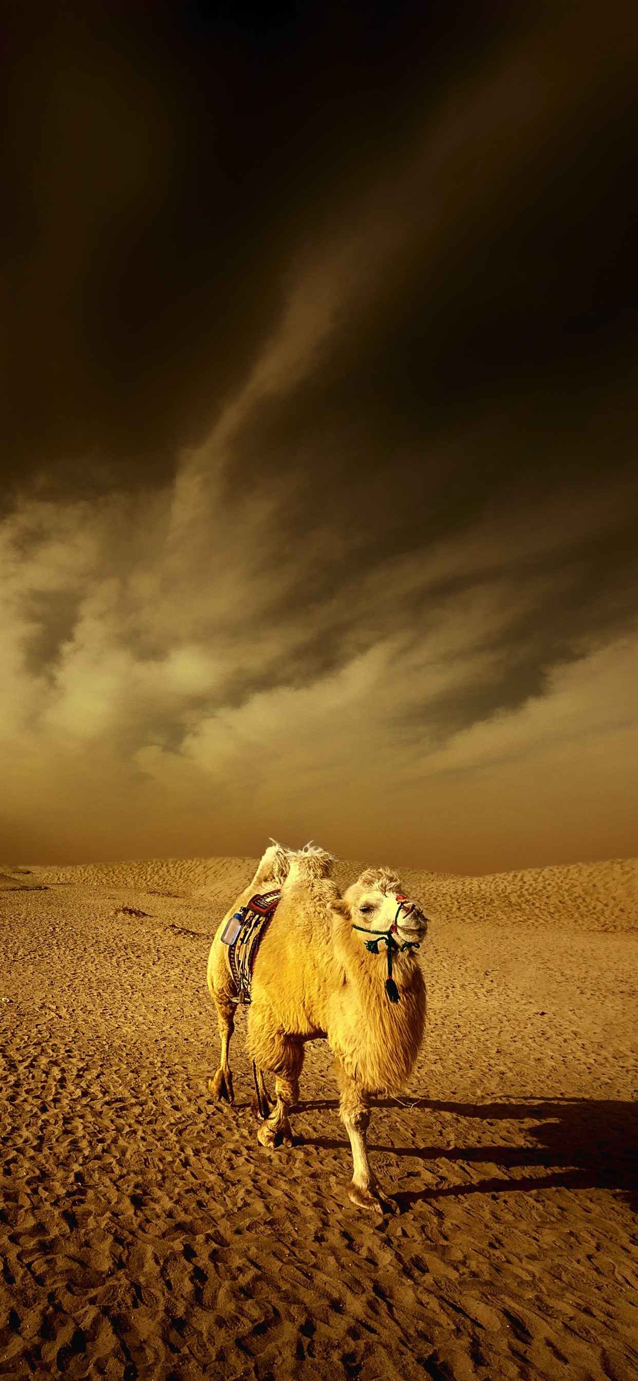 Camel Wallpapers