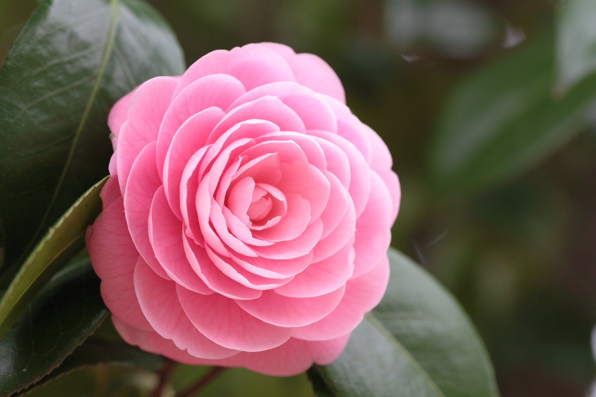 Camellia Wallpapers