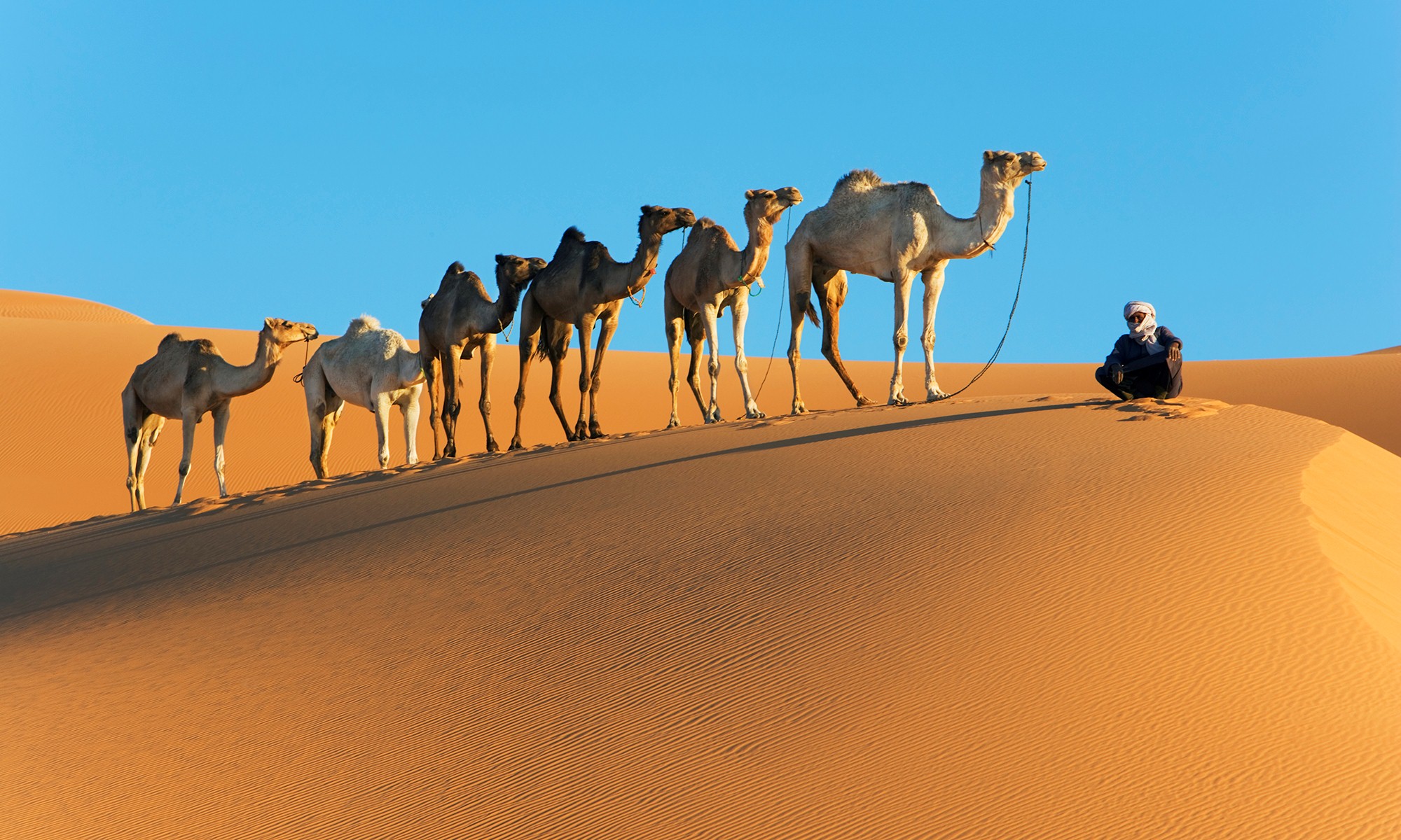 Camels Wallpapers