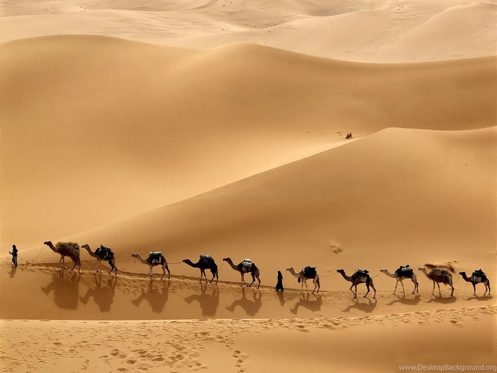 Camels Wallpapers