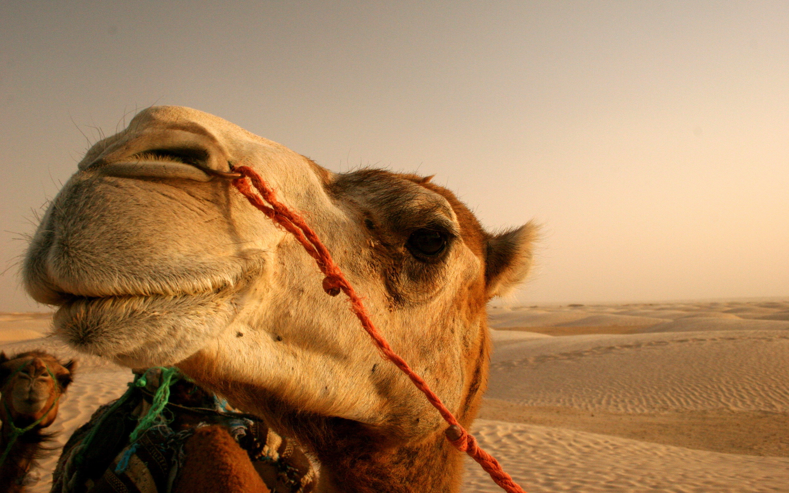 Camels Wallpapers