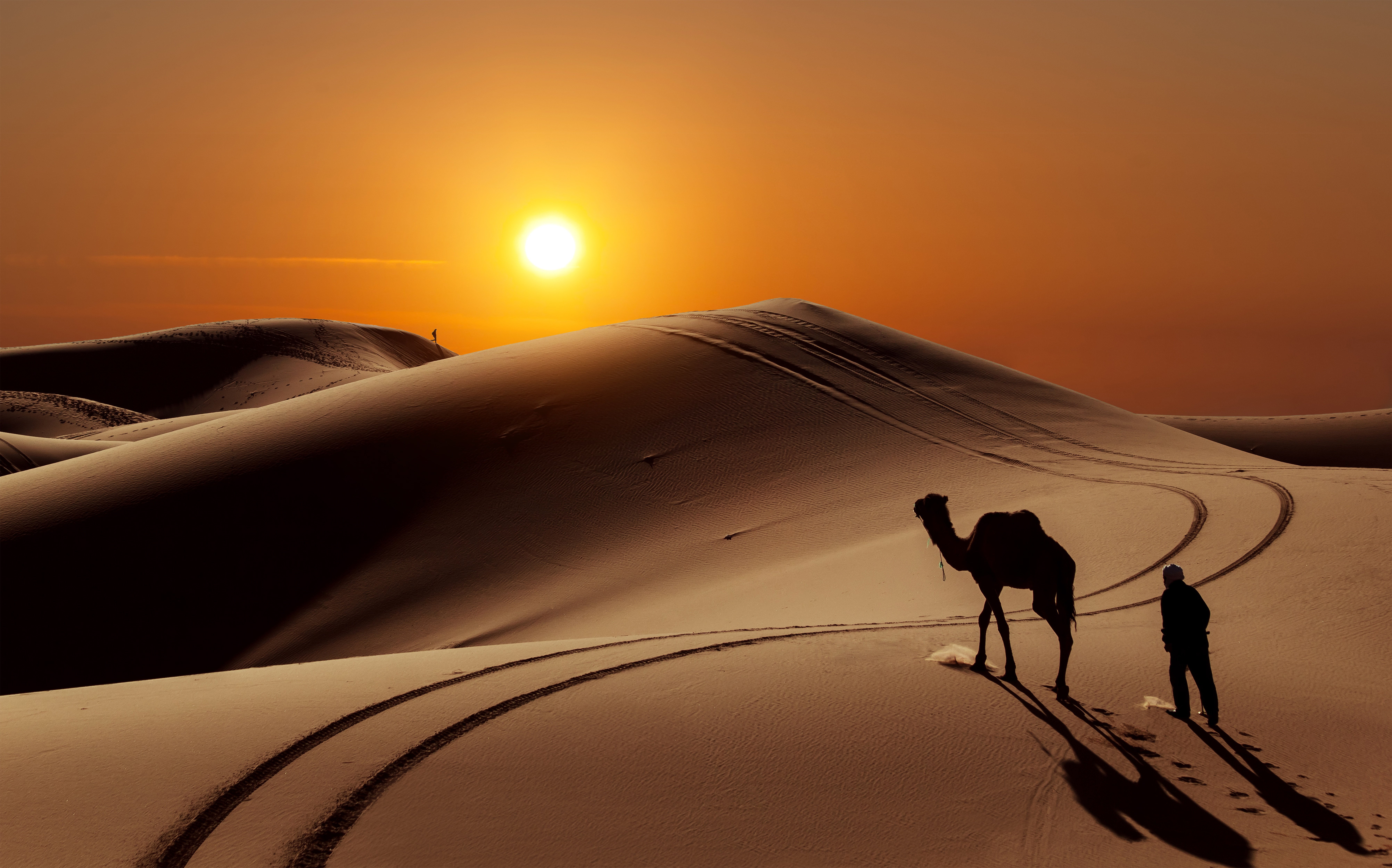 Camels Wallpapers