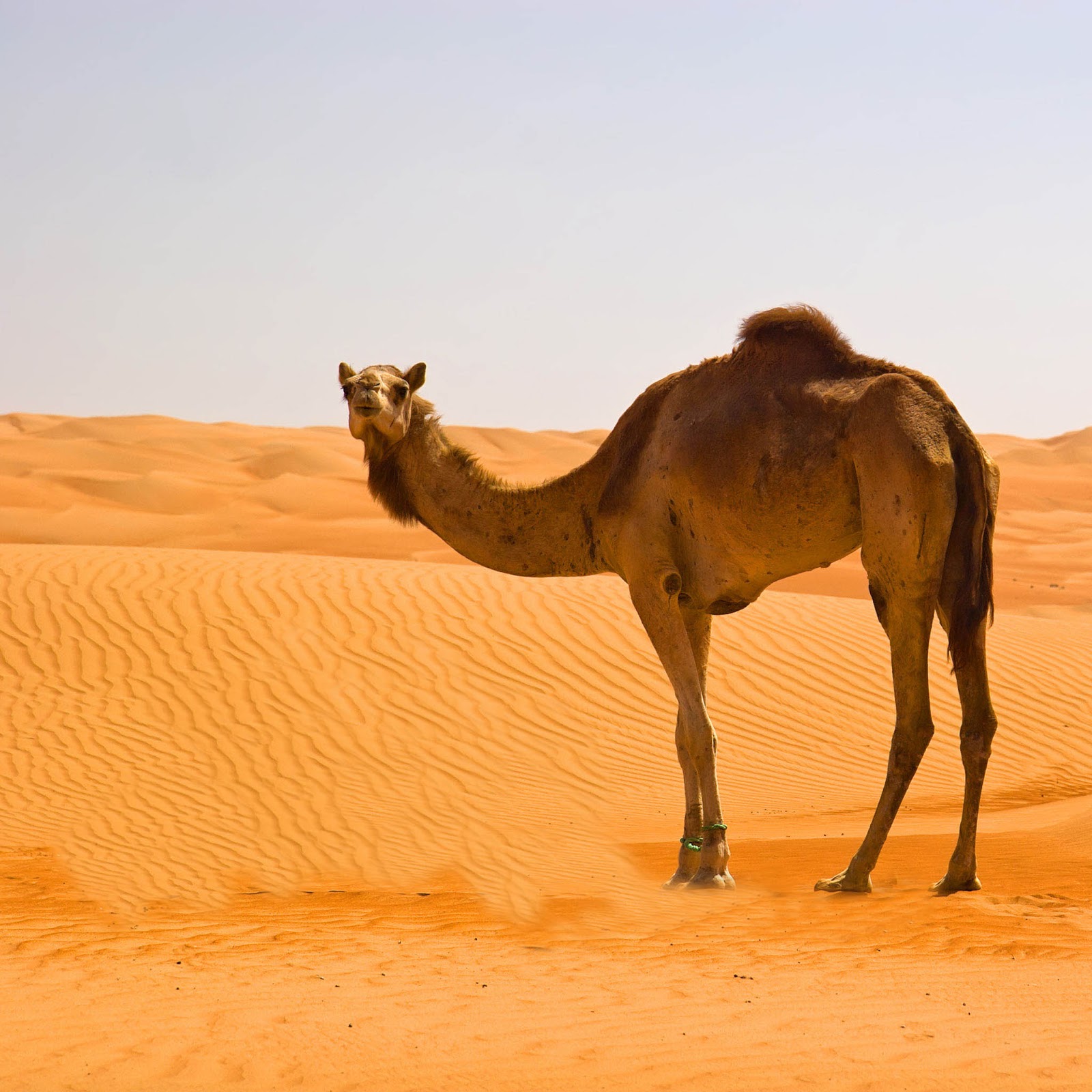 Camels Wallpapers