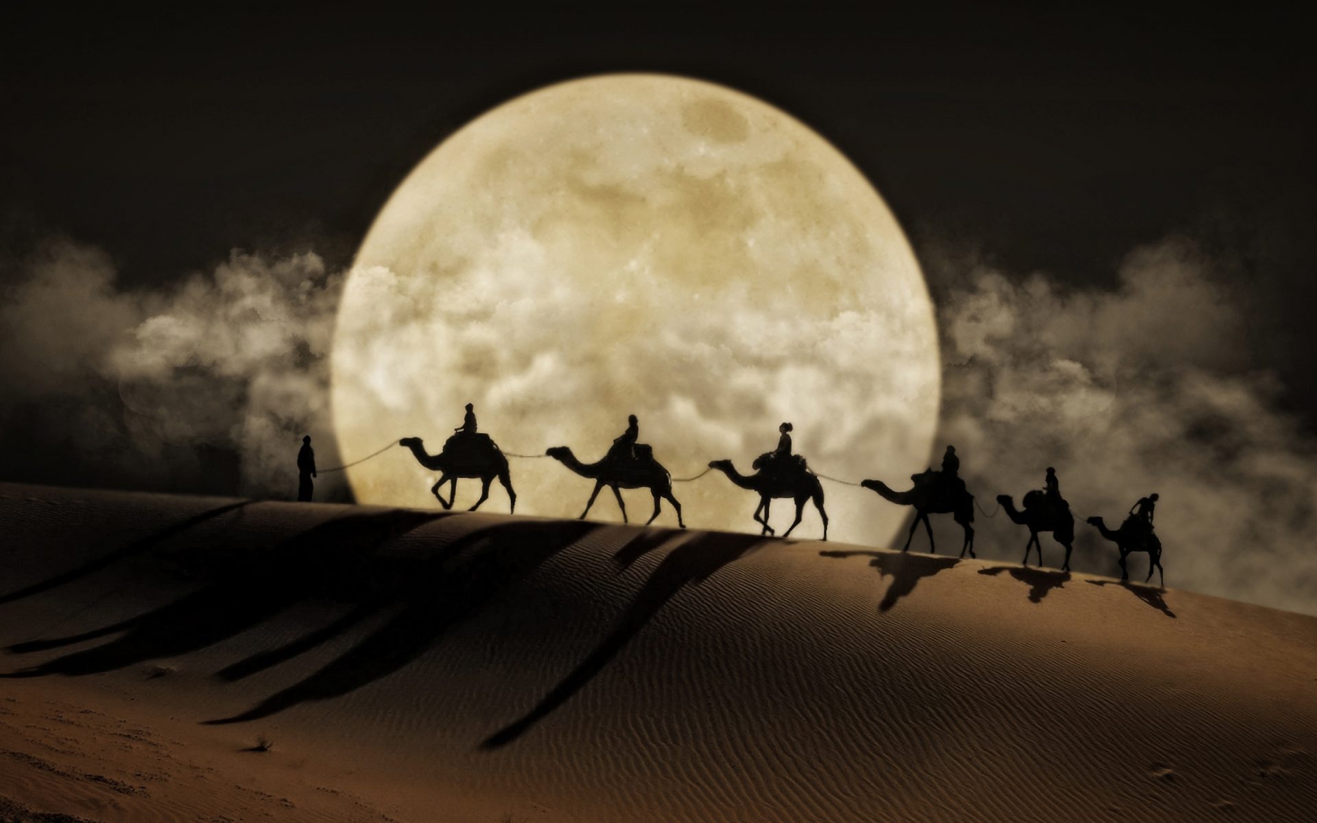 Camels Wallpapers