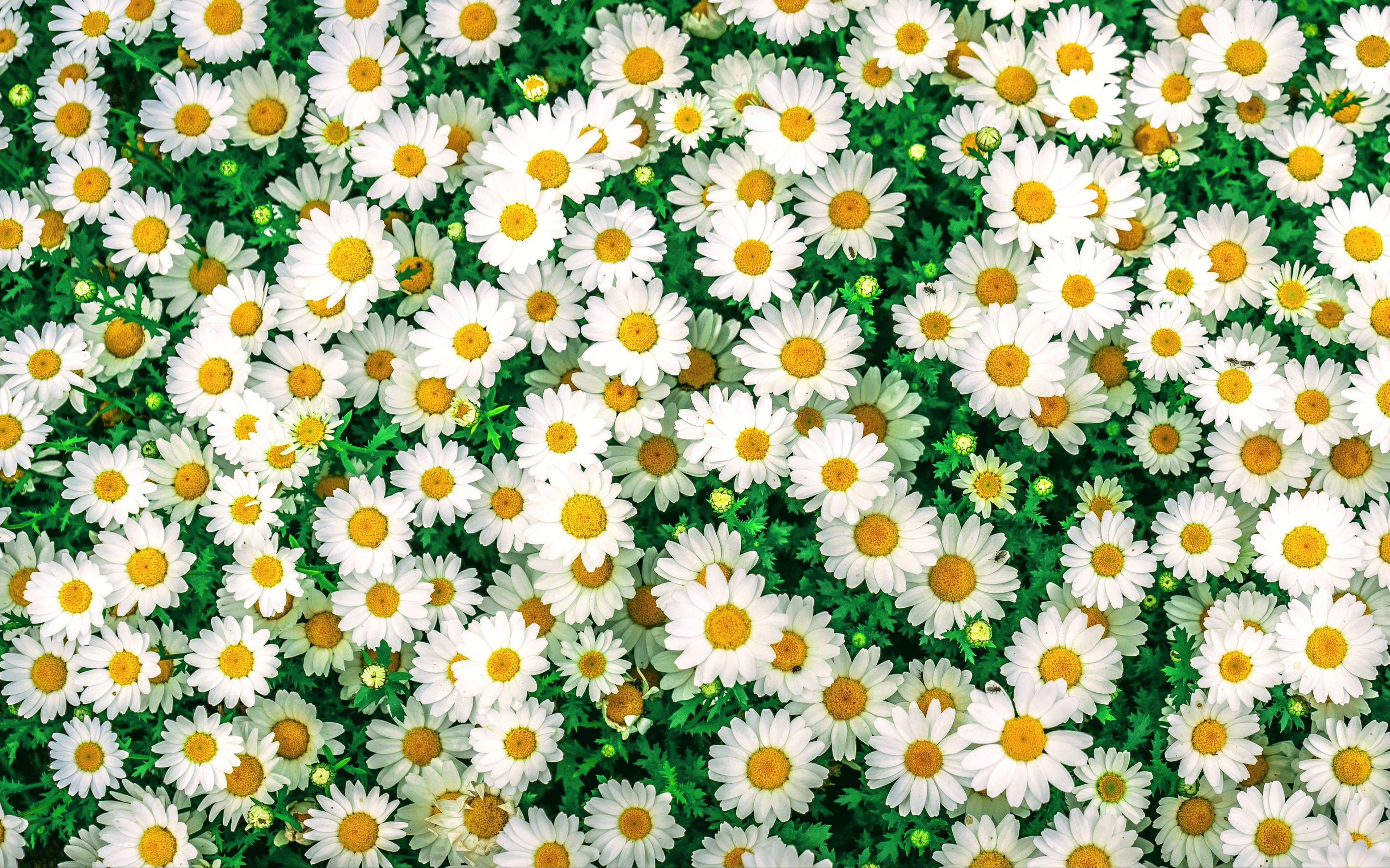 Camomile Wallpapers