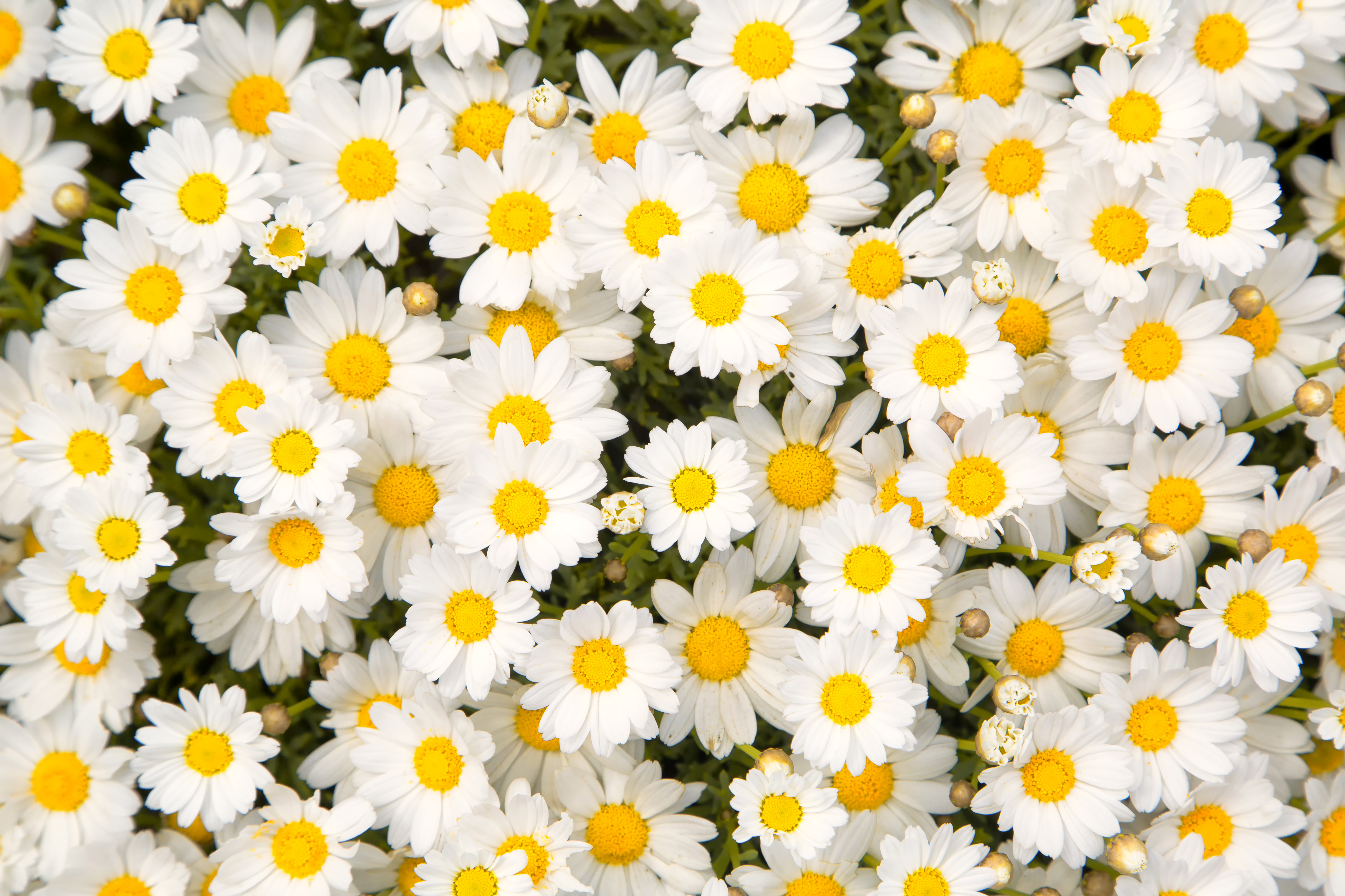 Camomile Wallpapers