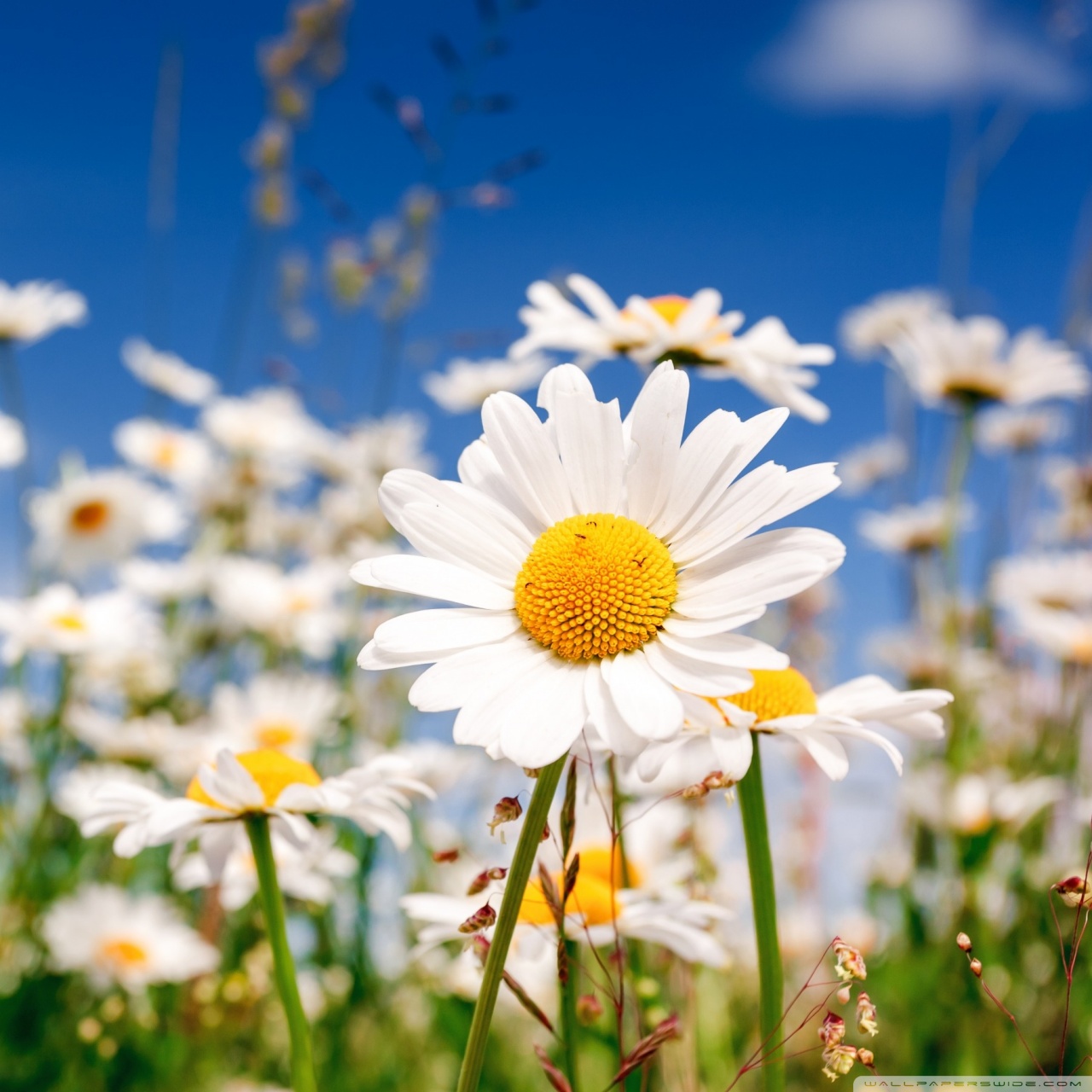 Camomile Wallpapers