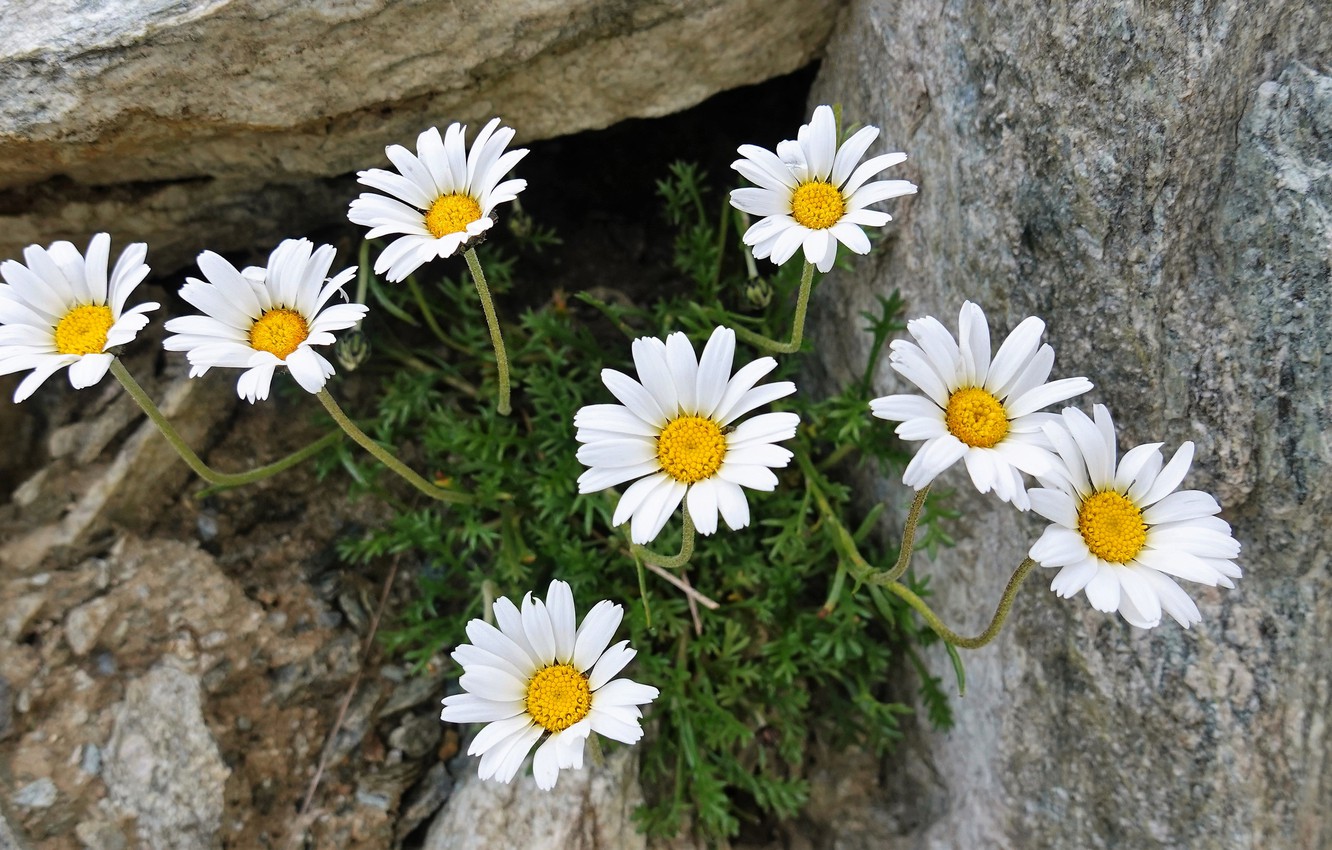 Camomiles Stones White Flower Wallpapers