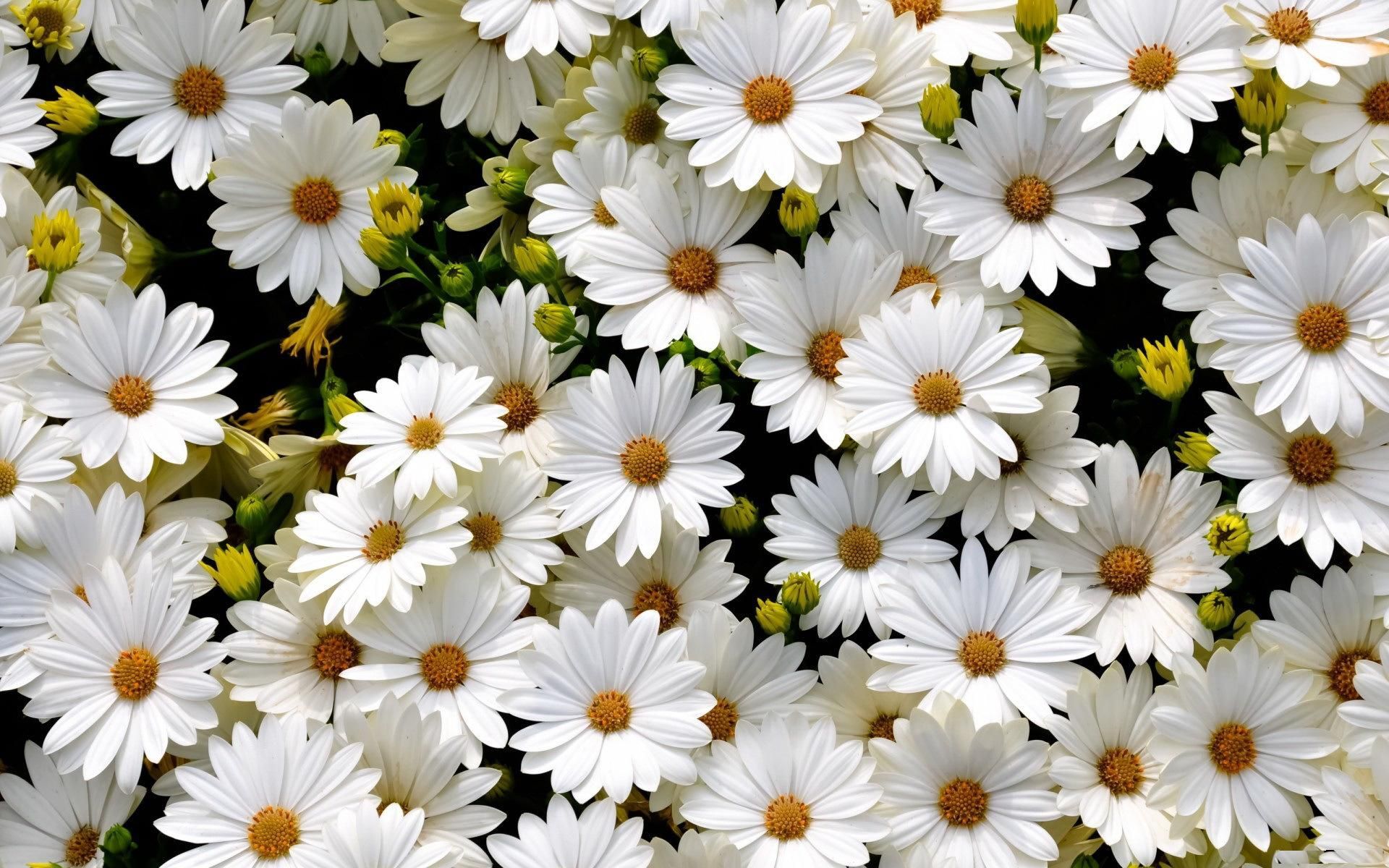 Camomiles Stones White Flower Wallpapers