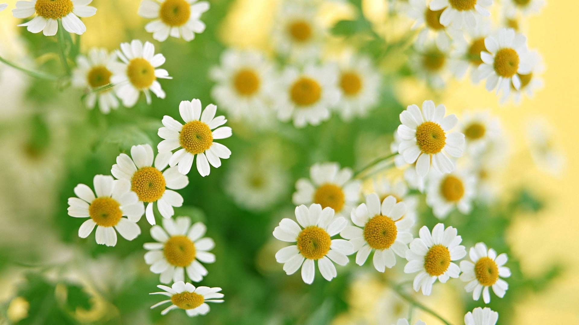 Camomiles Stones White Flower Wallpapers