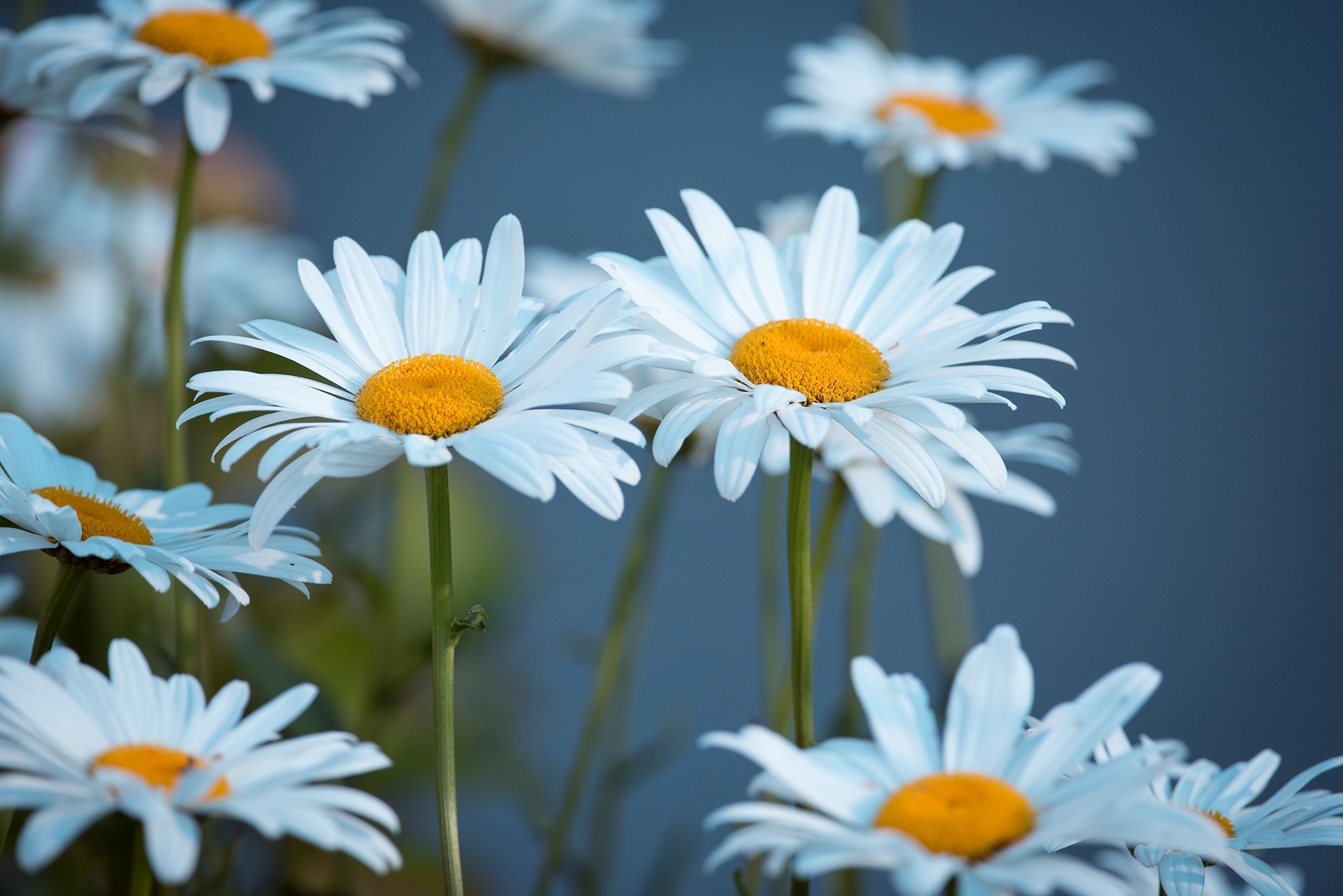 Camomiles Stones White Flower Wallpapers