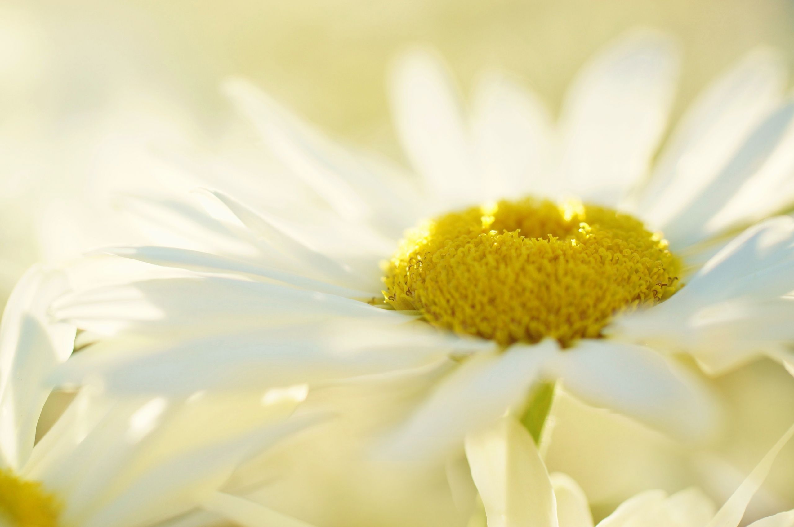 Camomiles Stones White Flower Wallpapers