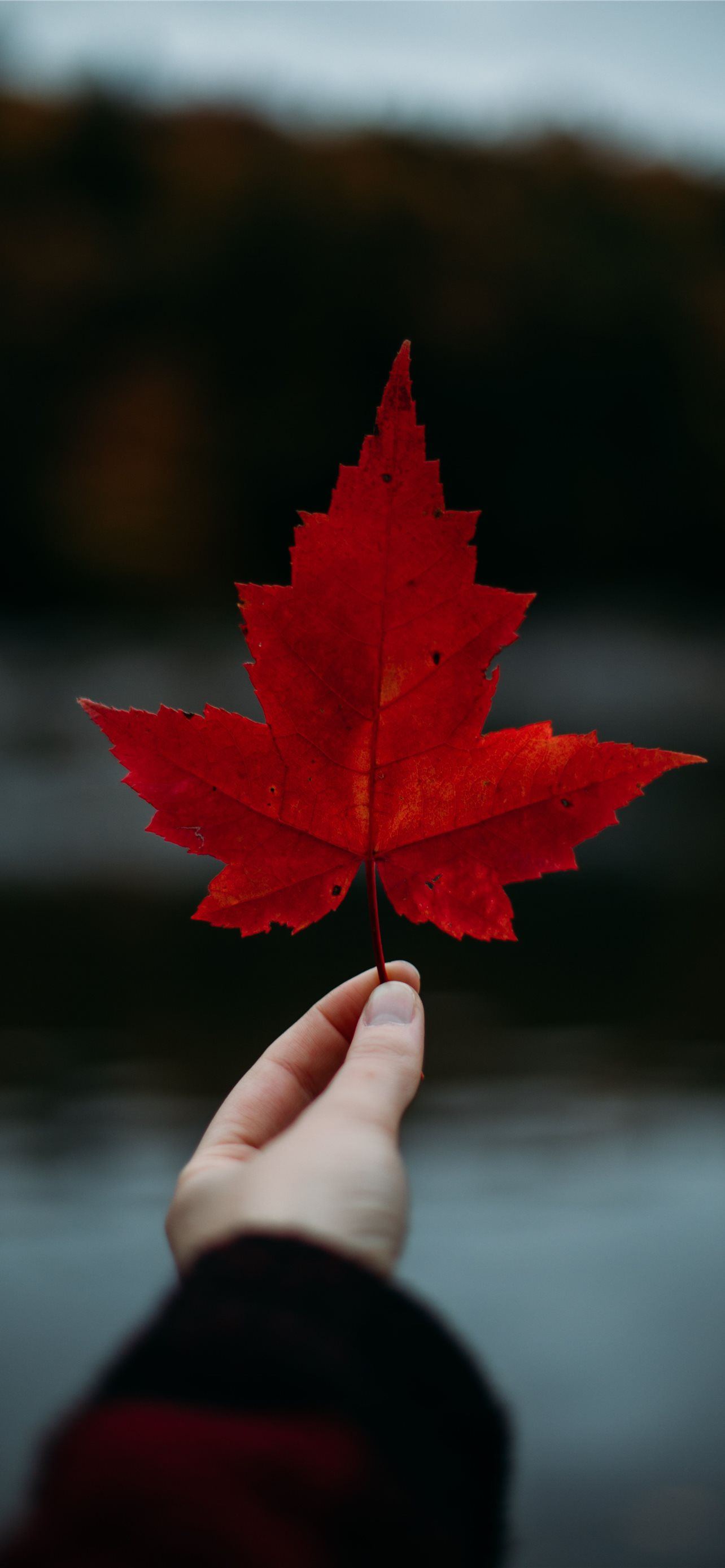 Canada Flag Wallpapers