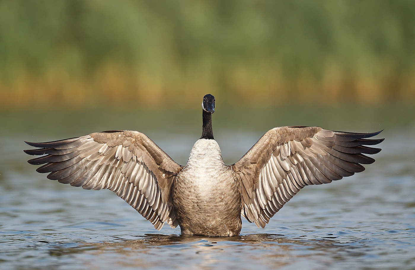 Canada Goose Wallpapers