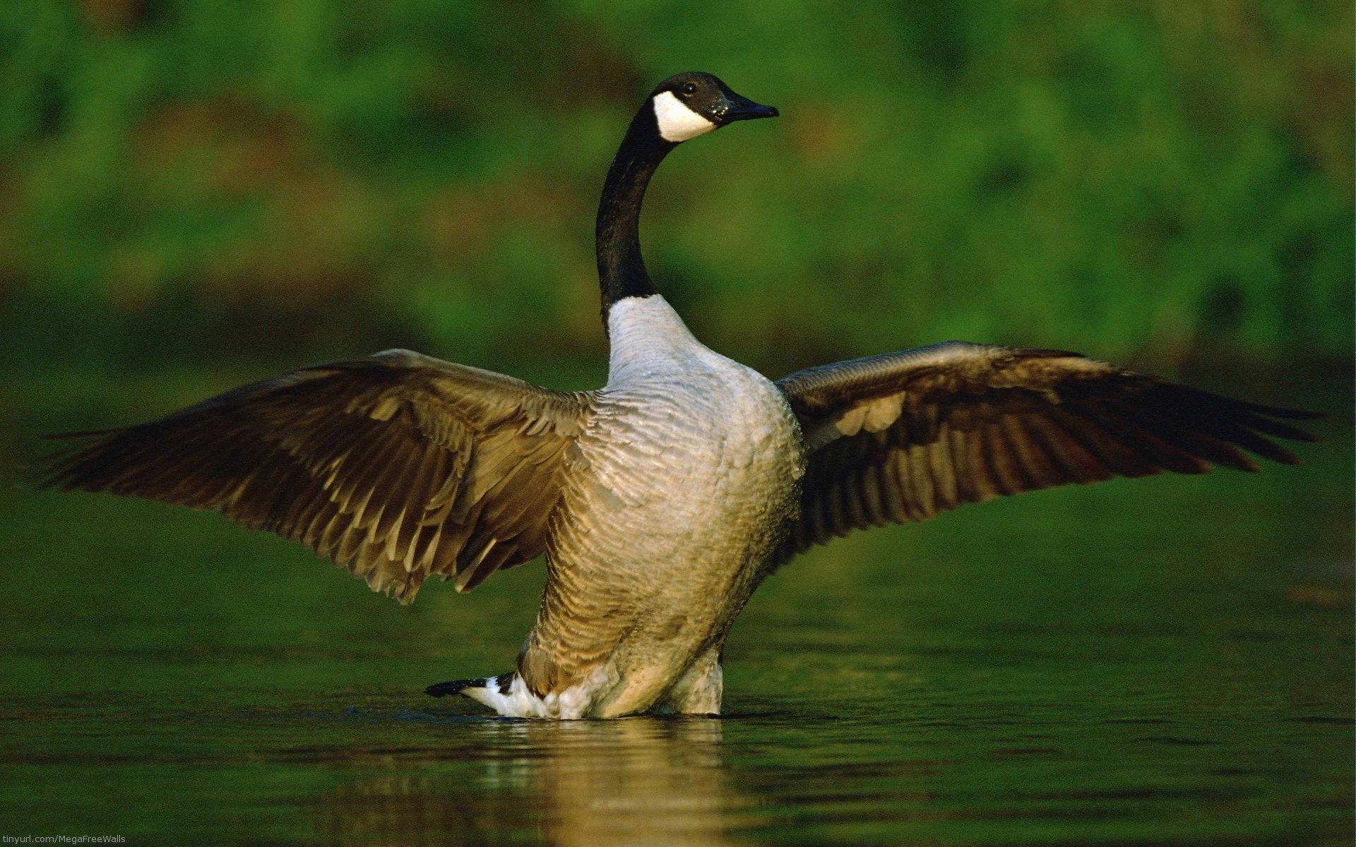 Canada Goose Wallpapers