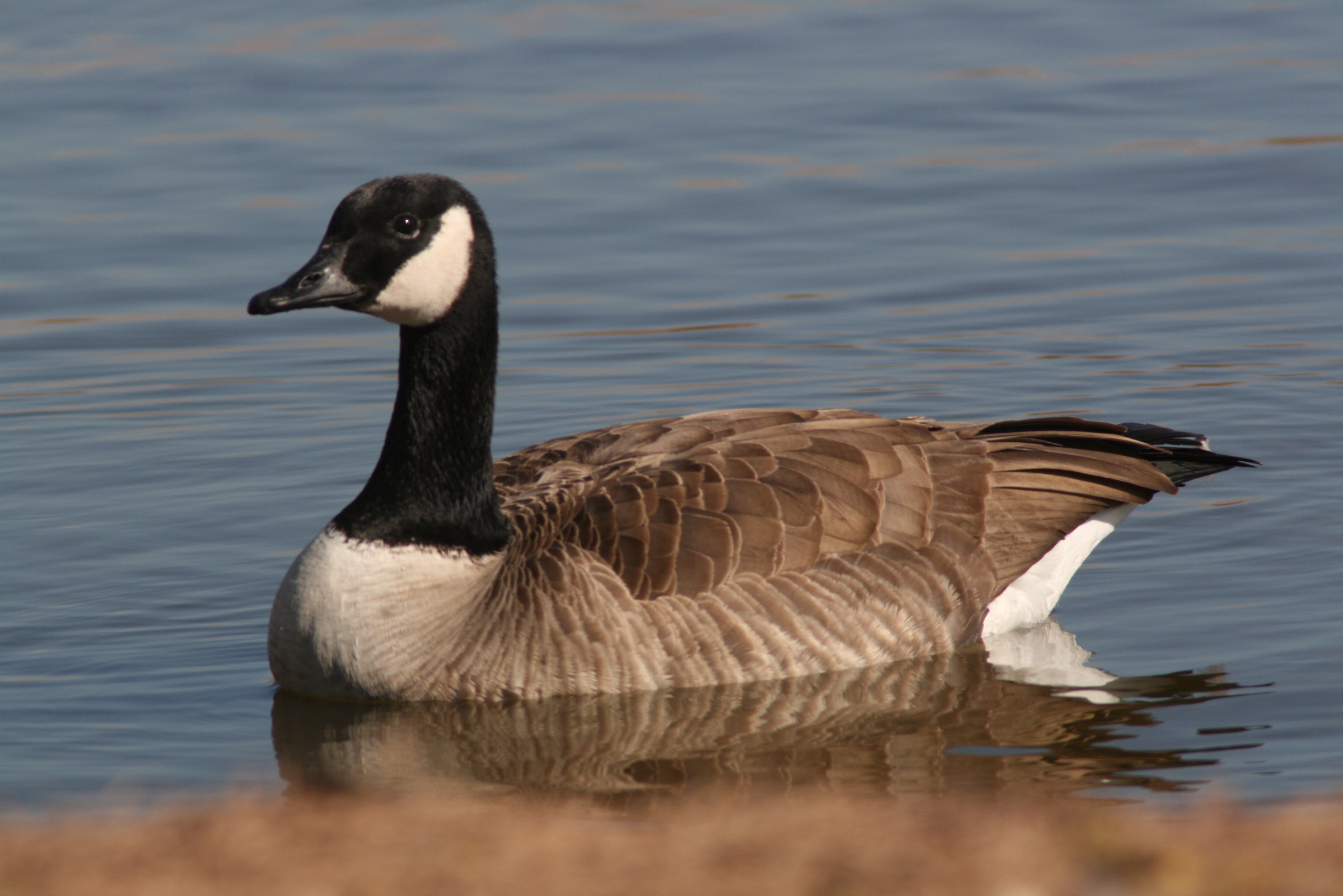 Canada Goose Wallpapers